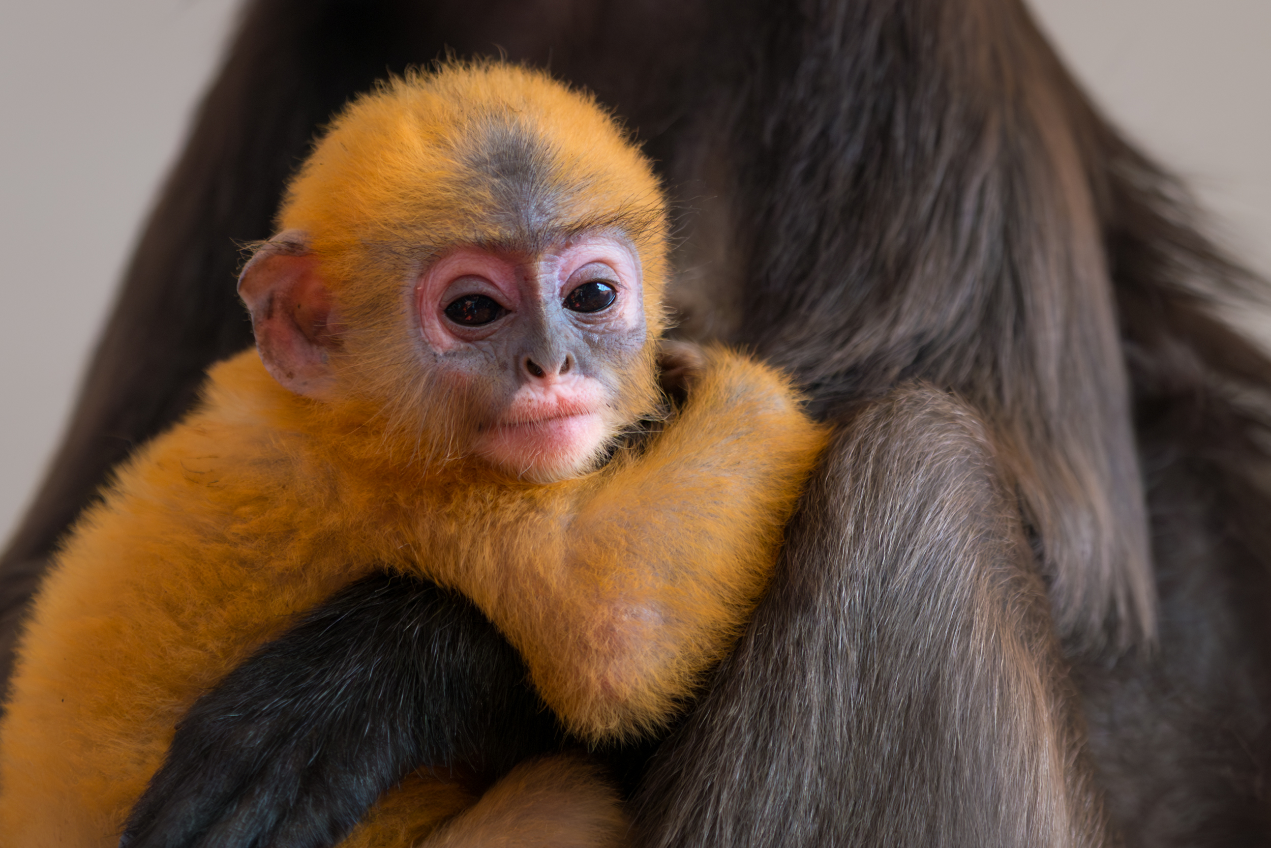 Сингапур — Малайзия — Тайланд (32/57)