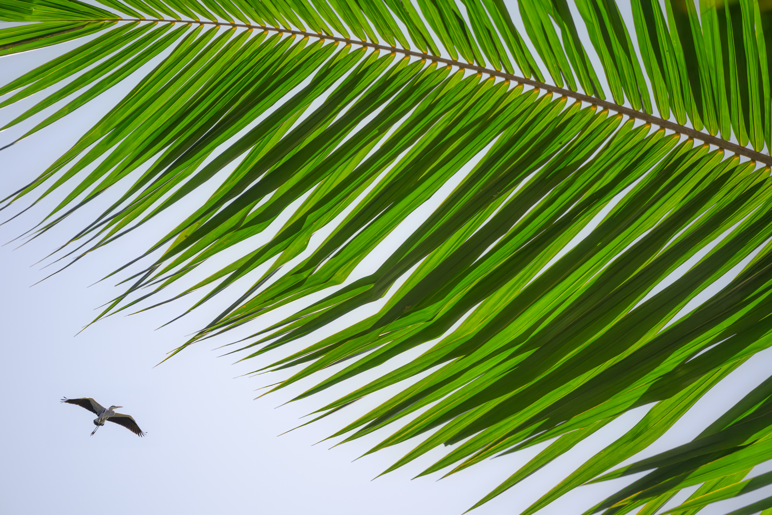 Сингапур — Малайзия — Тайланд (30/57)