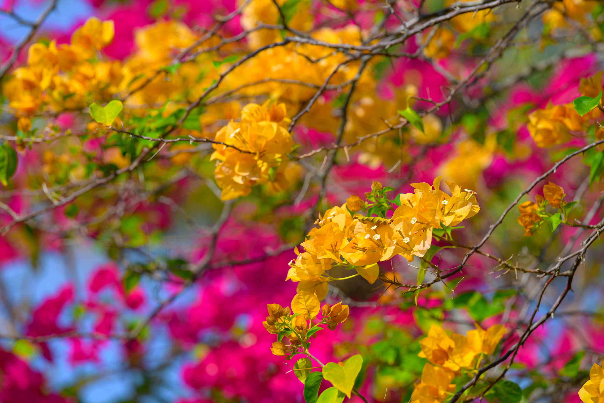 Сингапур — Малайзия — Тайланд (29/57)