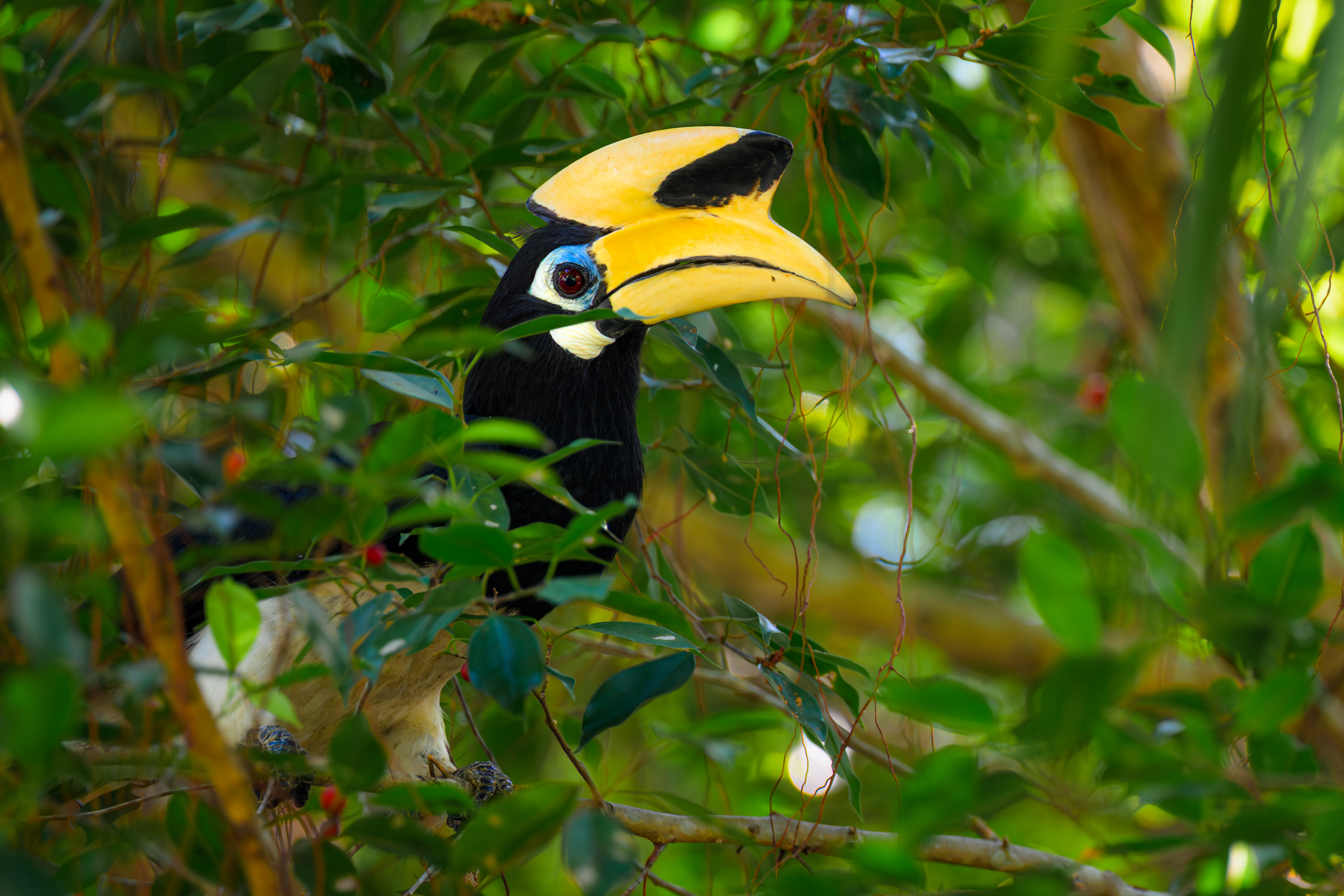 Сингапур — Малайзия — Тайланд (35/57)