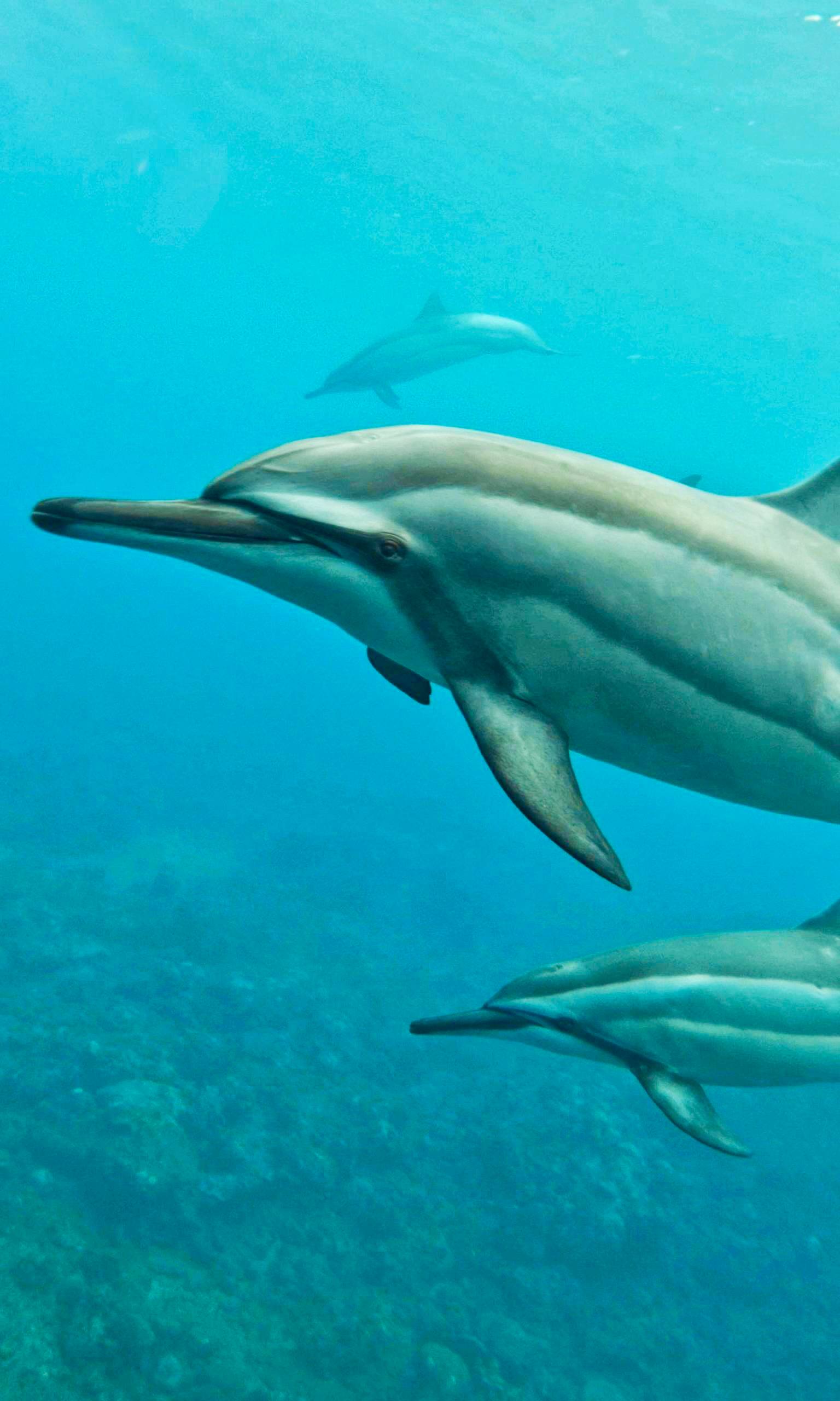 Маврикий Приключения на острове: киты, дельфины, водопады, океан, снорклинг, трекинги (6/38)