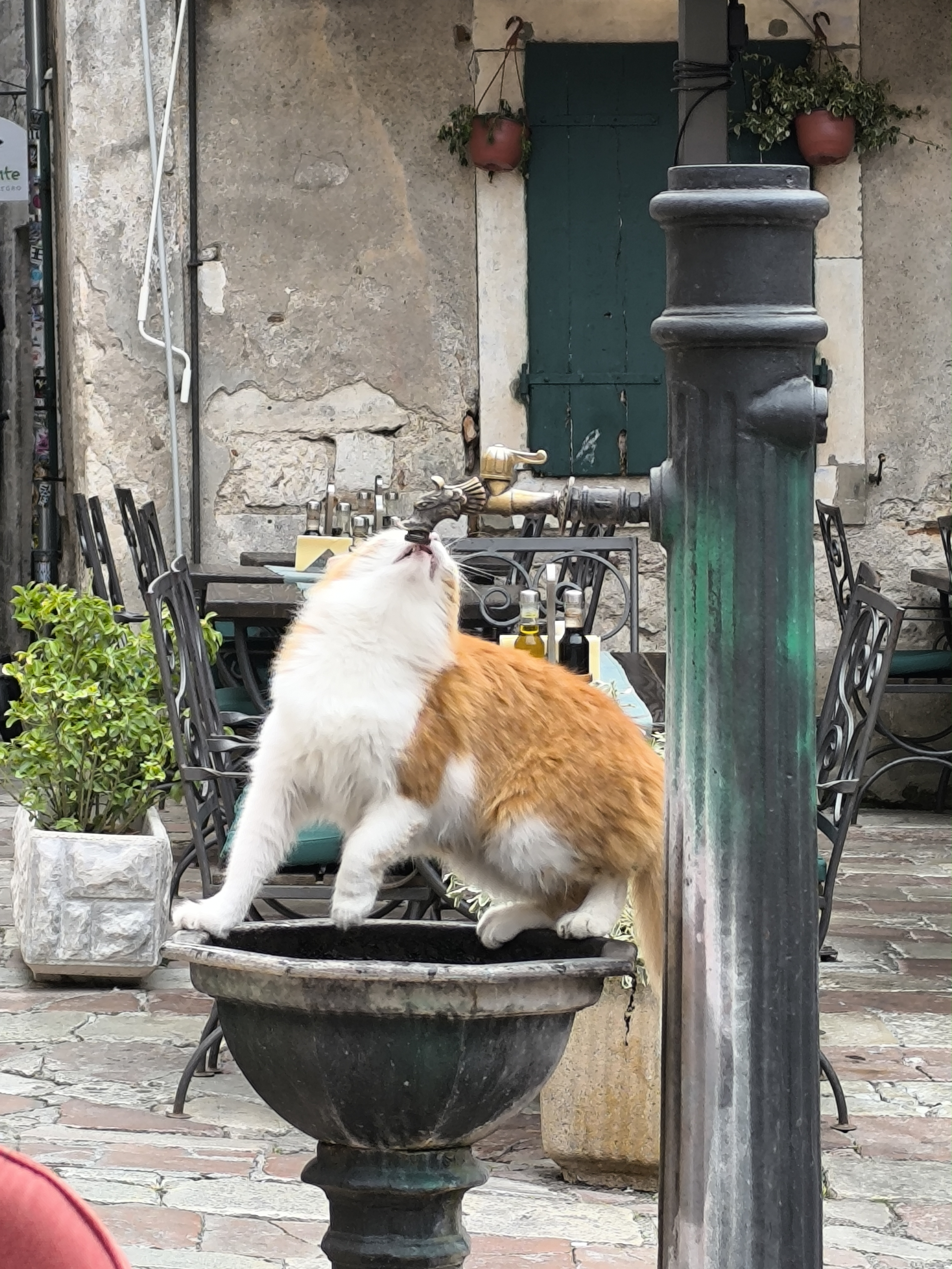 Черногория: Ваш побег от рутины в мир венецианской эстетики и заповедных гор. (6/29)