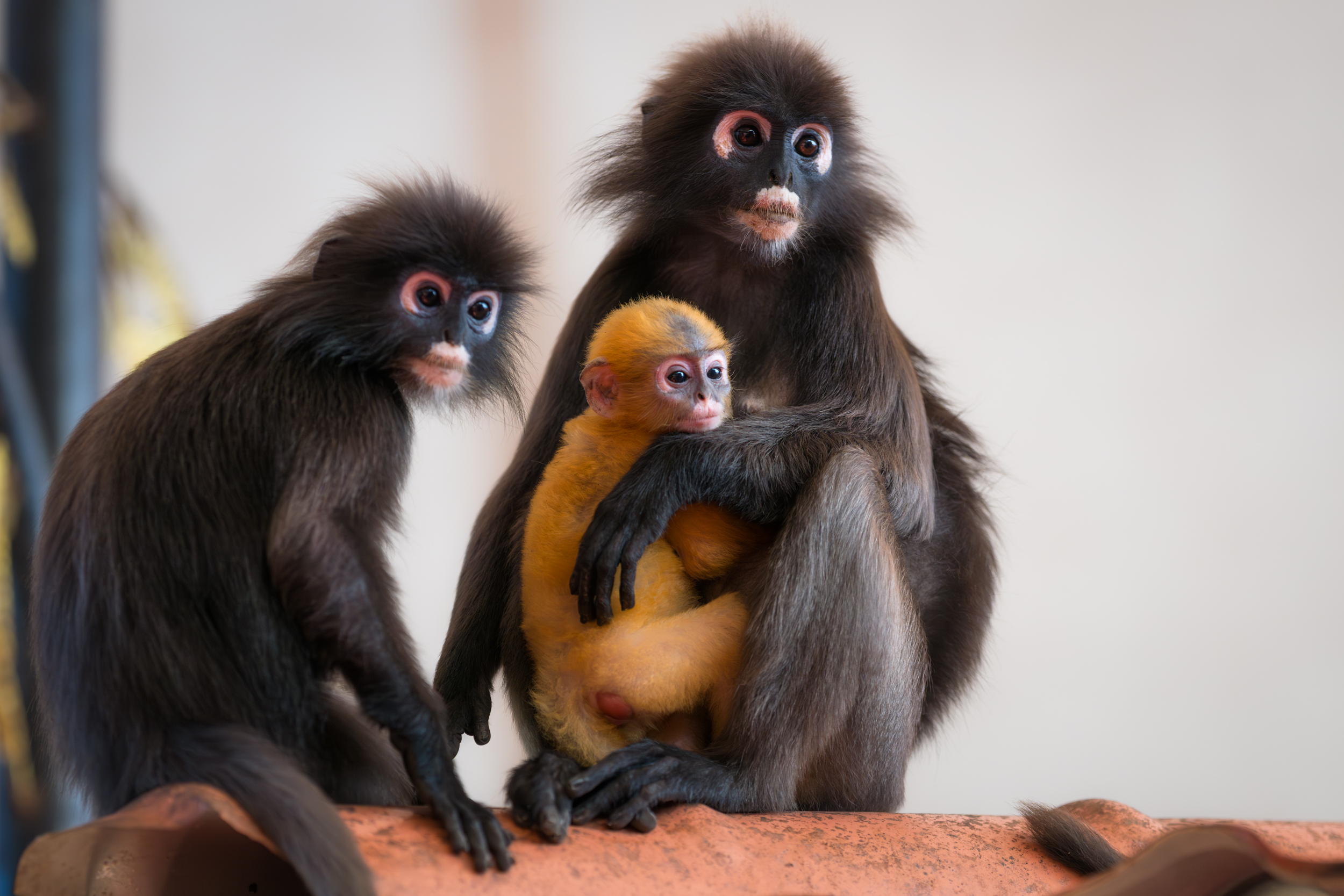 Сингапур — Малайзия — Тайланд (2/57)