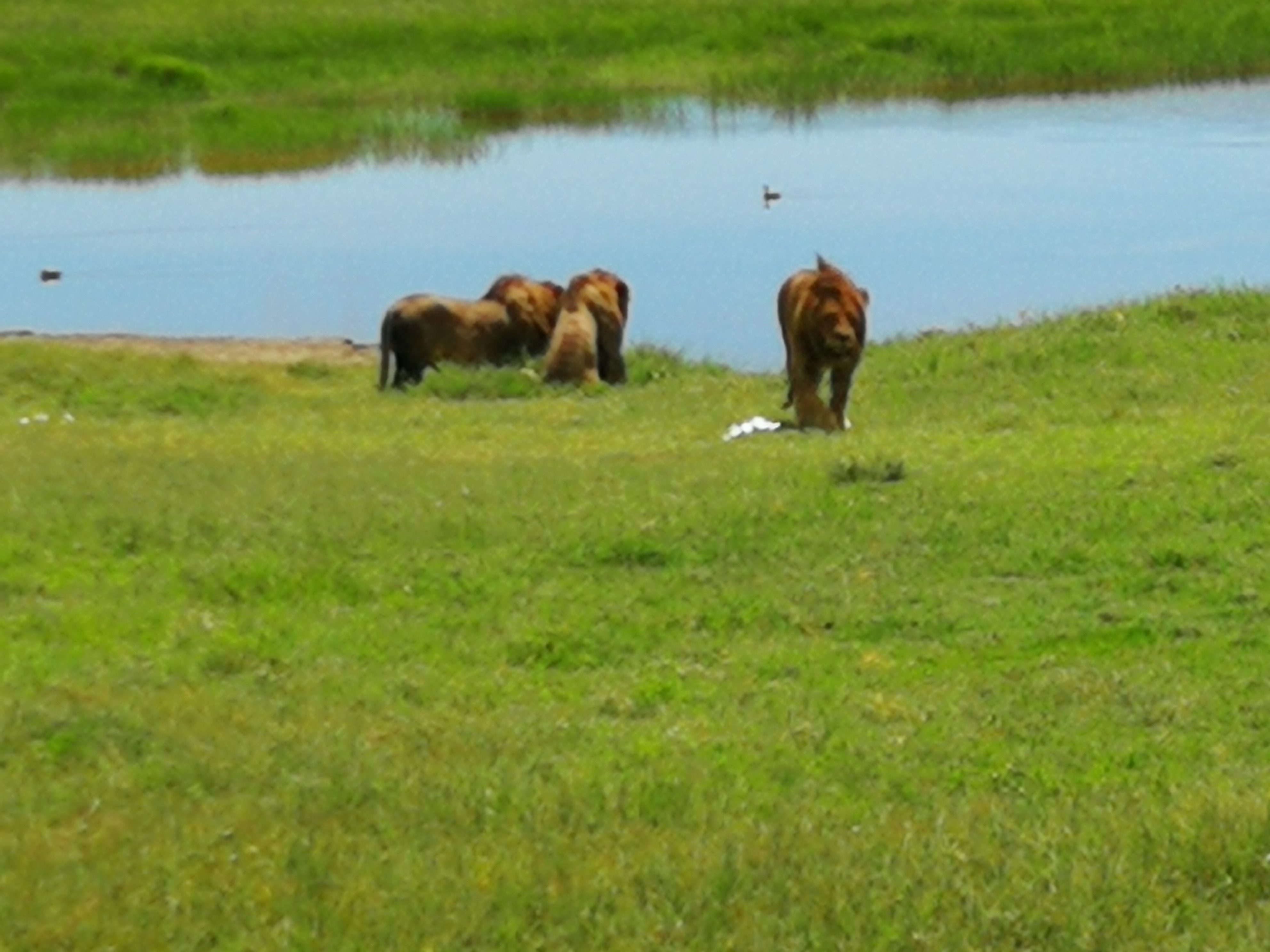 Великая миграция и вся Большая пятерка в лучших сафари Кении, Танзании и Занзибара (15/40)
