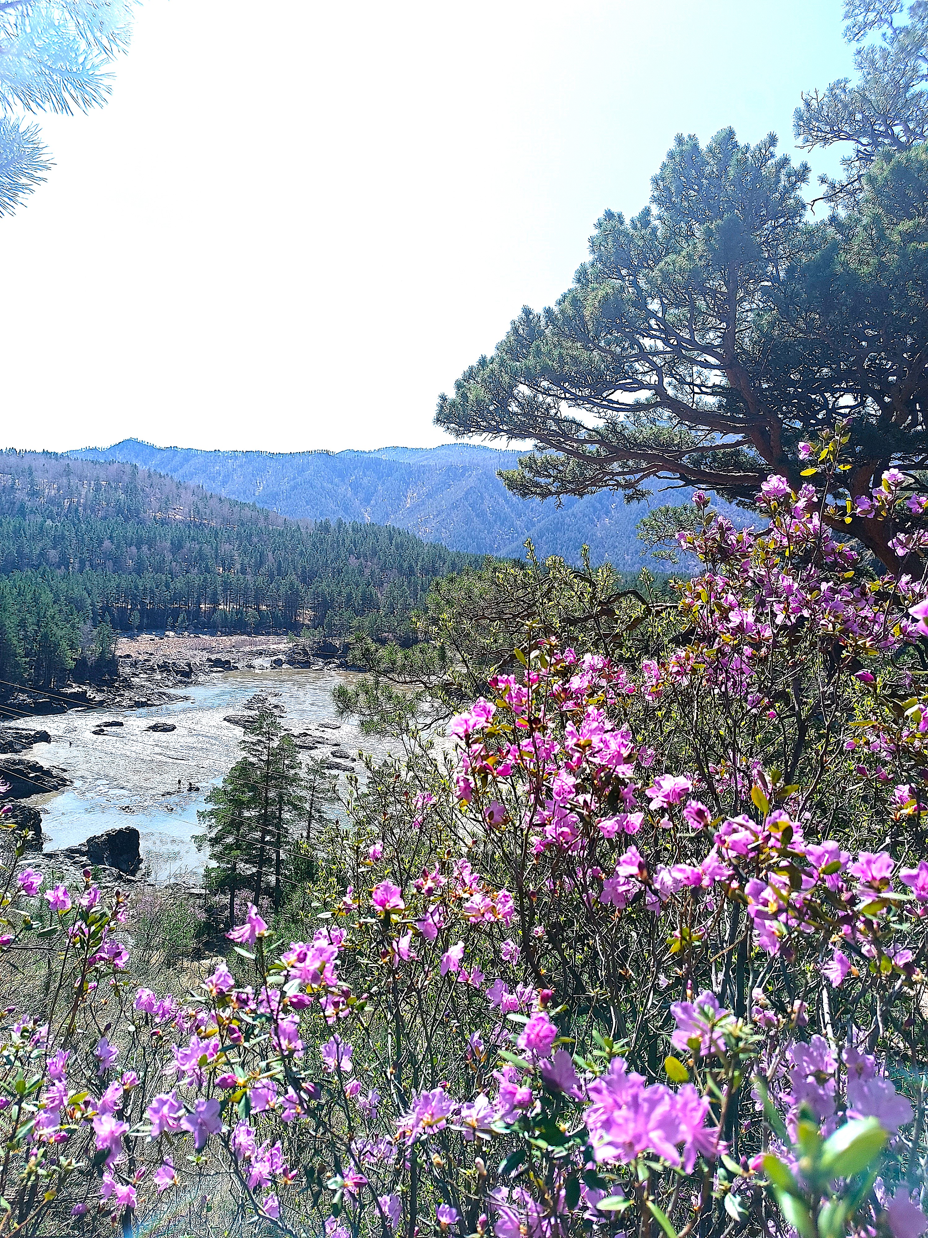 Тур по горному Алтаю  Цветение  маральника