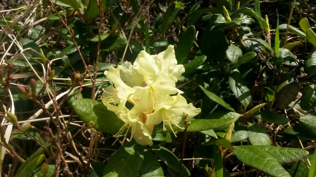 Камчатка в июне (5/23)