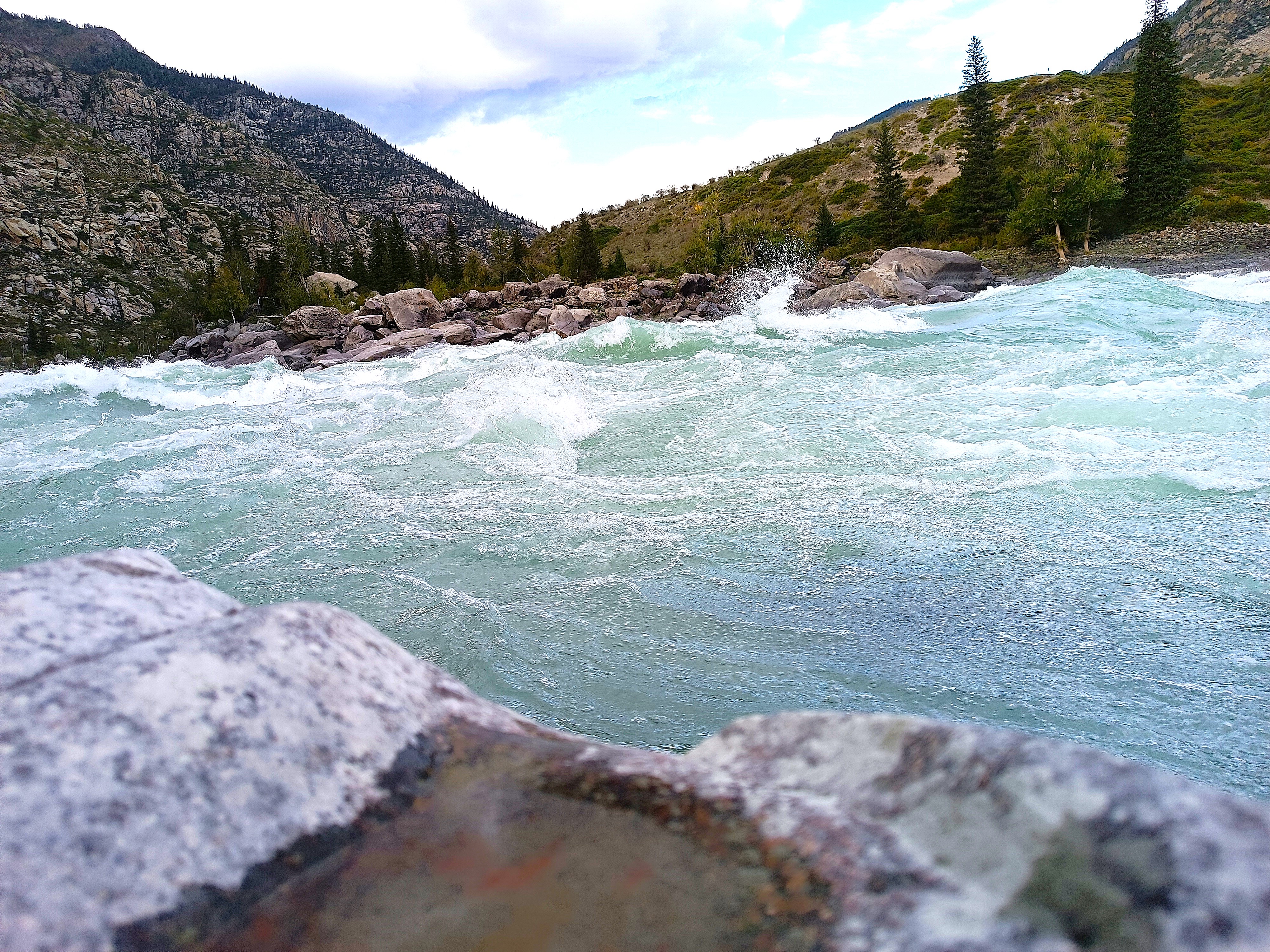 Тур по горному Алтаю  Цветение  маральника (15/17)