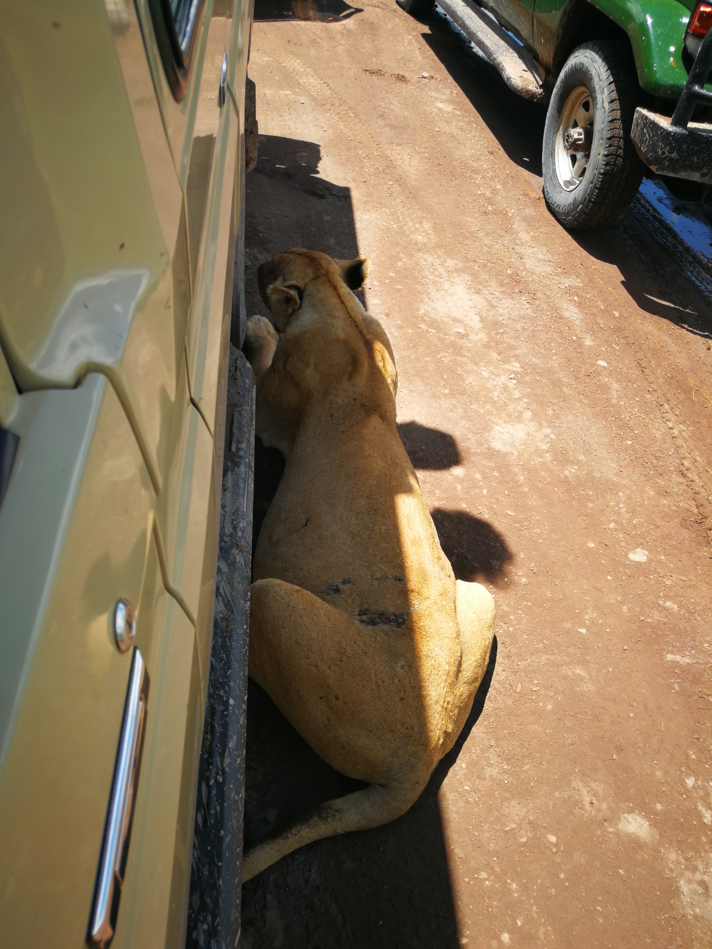 Великая миграция и вся Большая пятерка в лучших сафари Кении, Танзании и Занзибара (12/40)