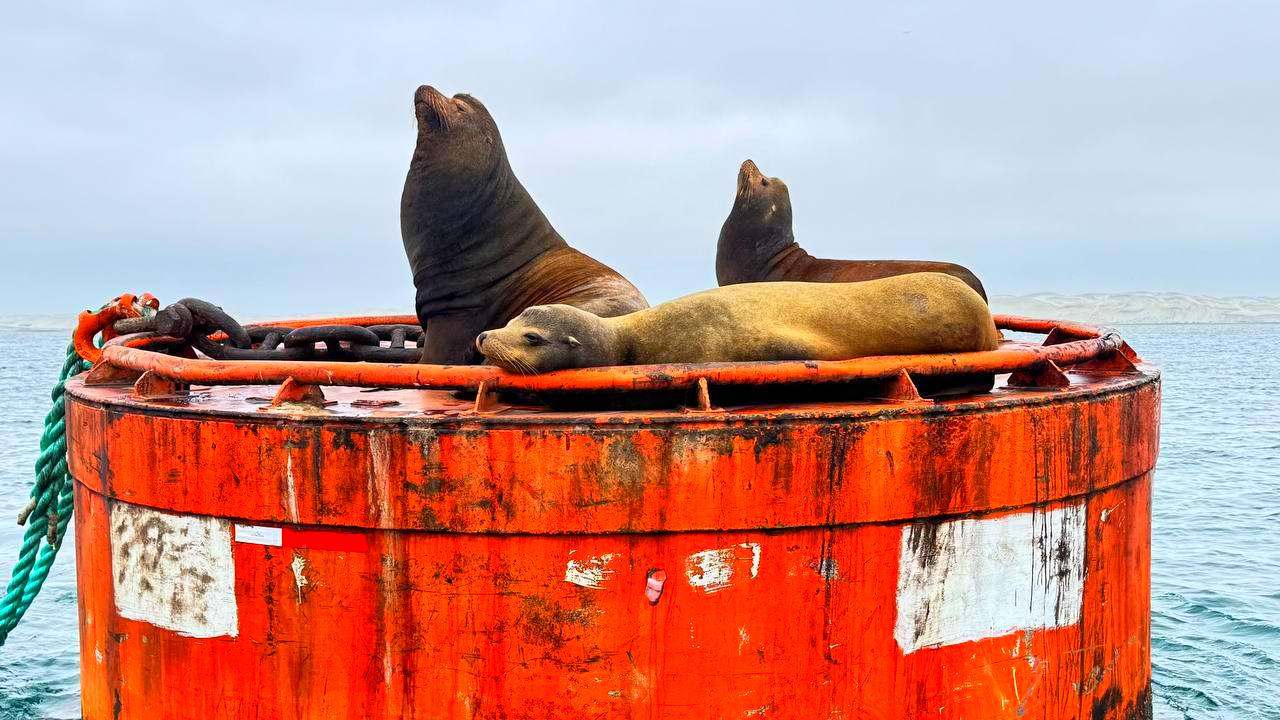 Мексика Галапагосские острова - поцелуи с китами (20/48)