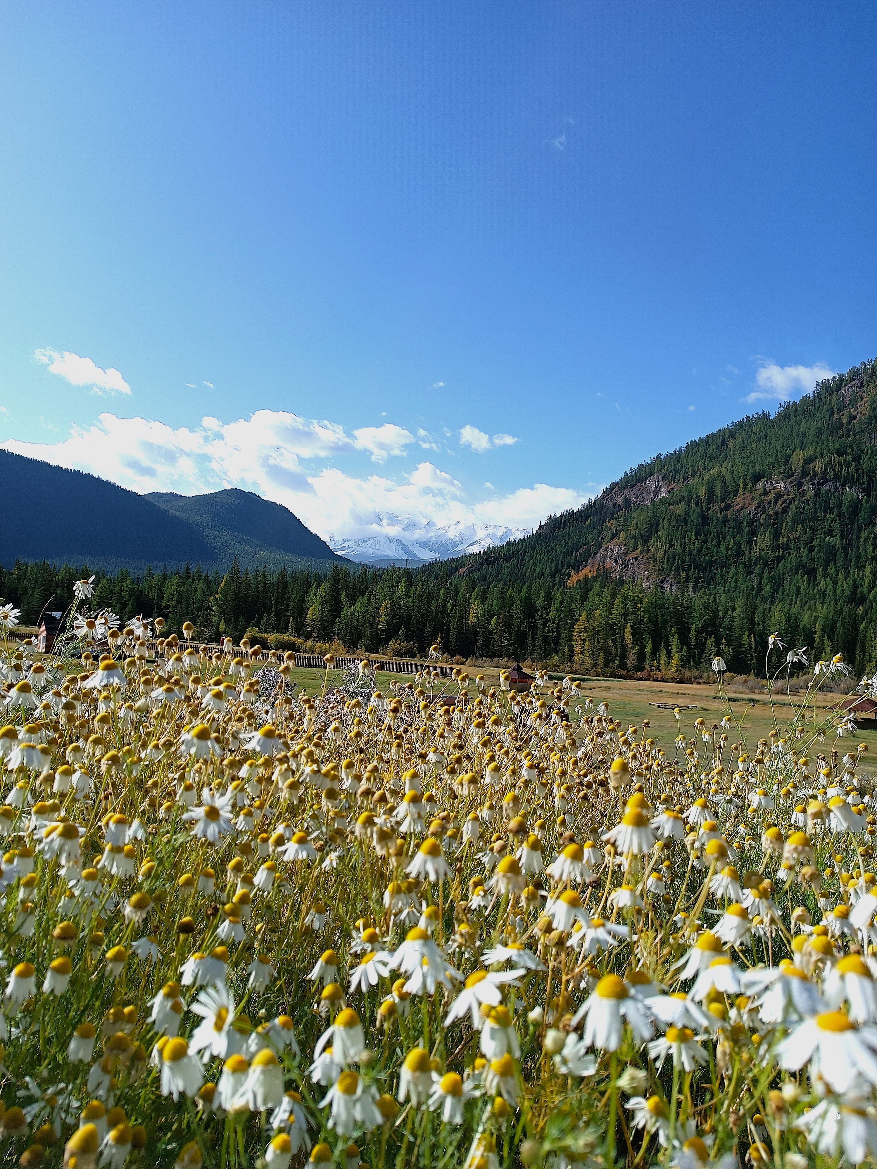 Тур по горному Алтаю  Цветение  маральника (17/17)