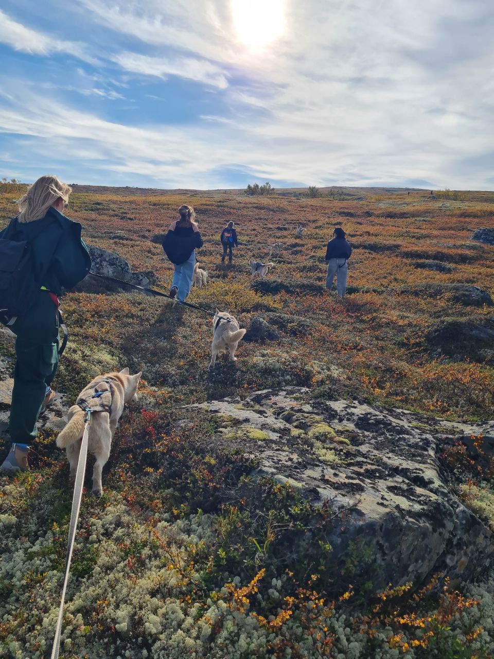 Северный обед, тундра с хаски, Териберка