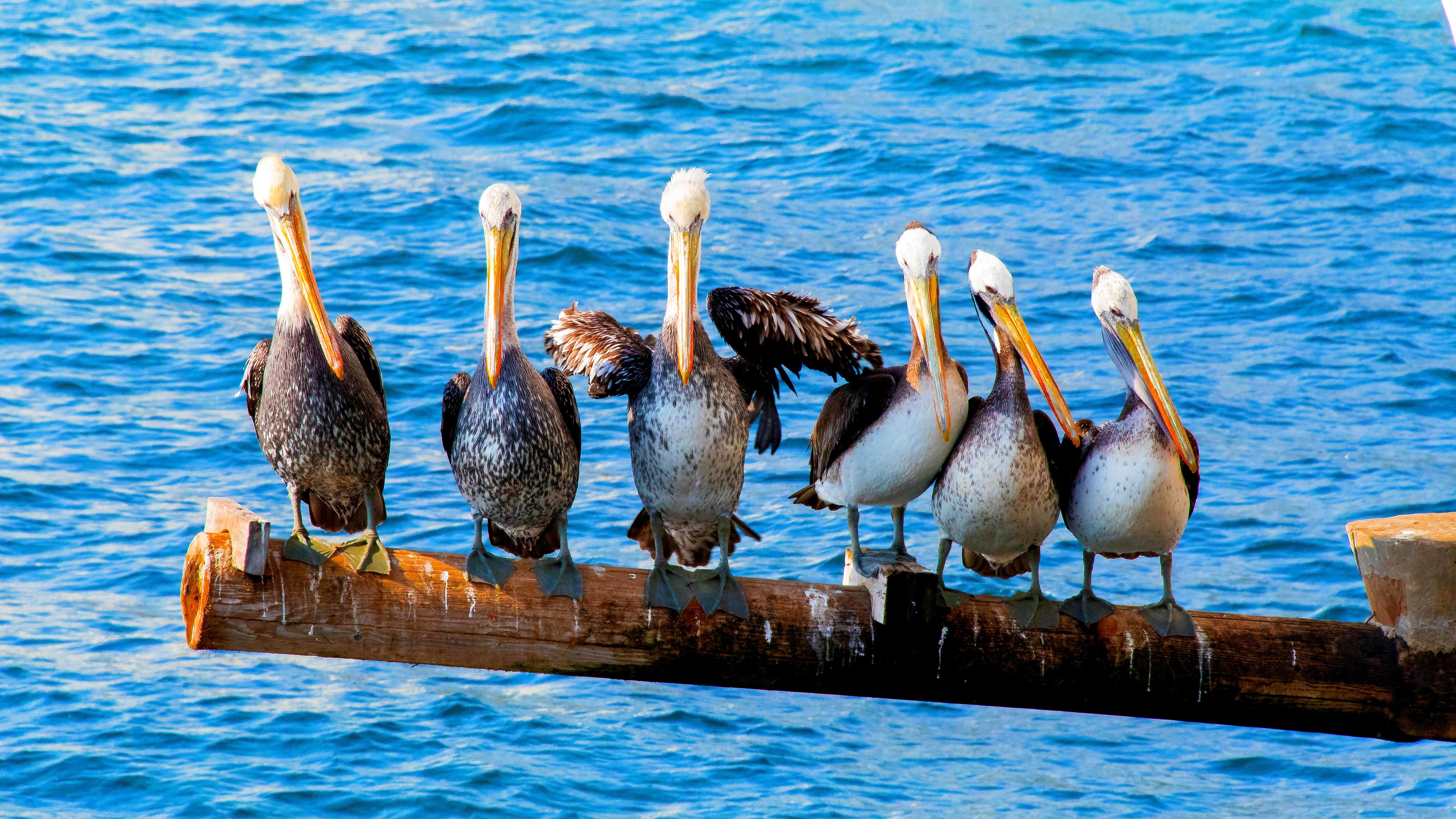 Мексика Галапагосские острова - поцелуи с китами (38/48)