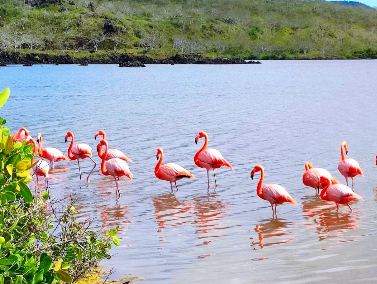 Мексика Галапагосские острова - поцелуи с китами (40/48)