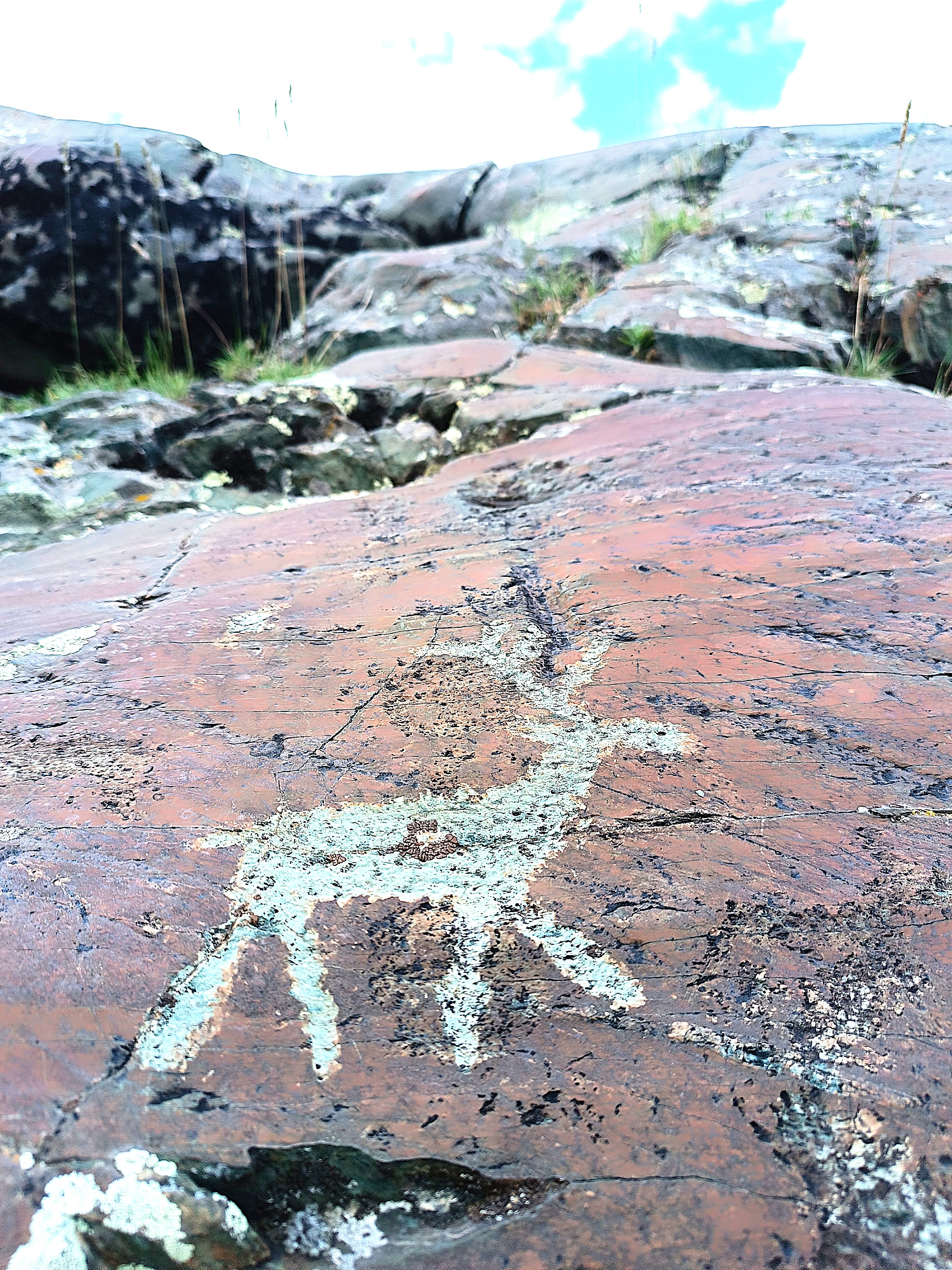 Тур по горному Алтаю  Цветение  маральника (6/17)