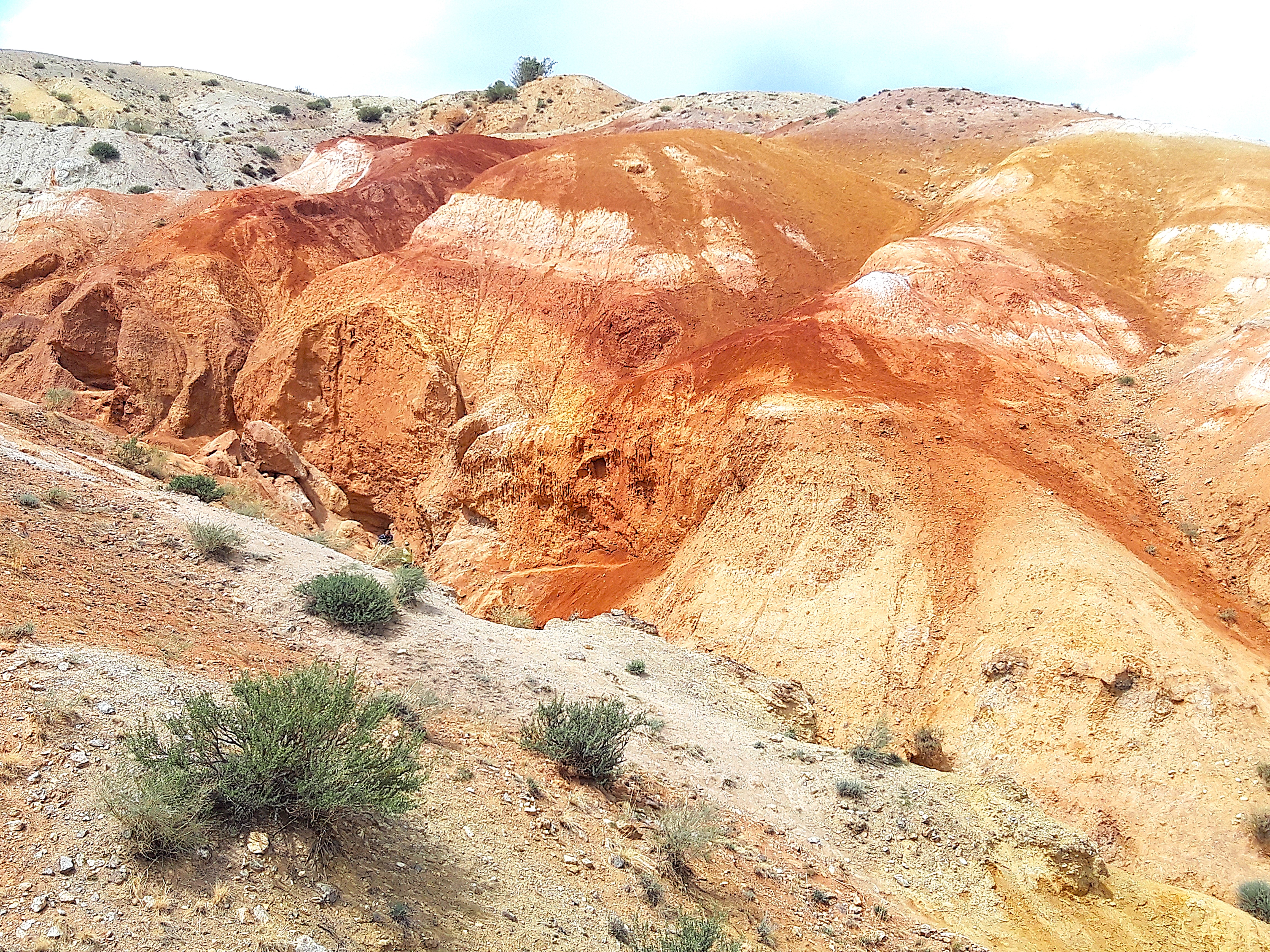 Тур по горному Алтаю  Цветение  маральника (12/17)