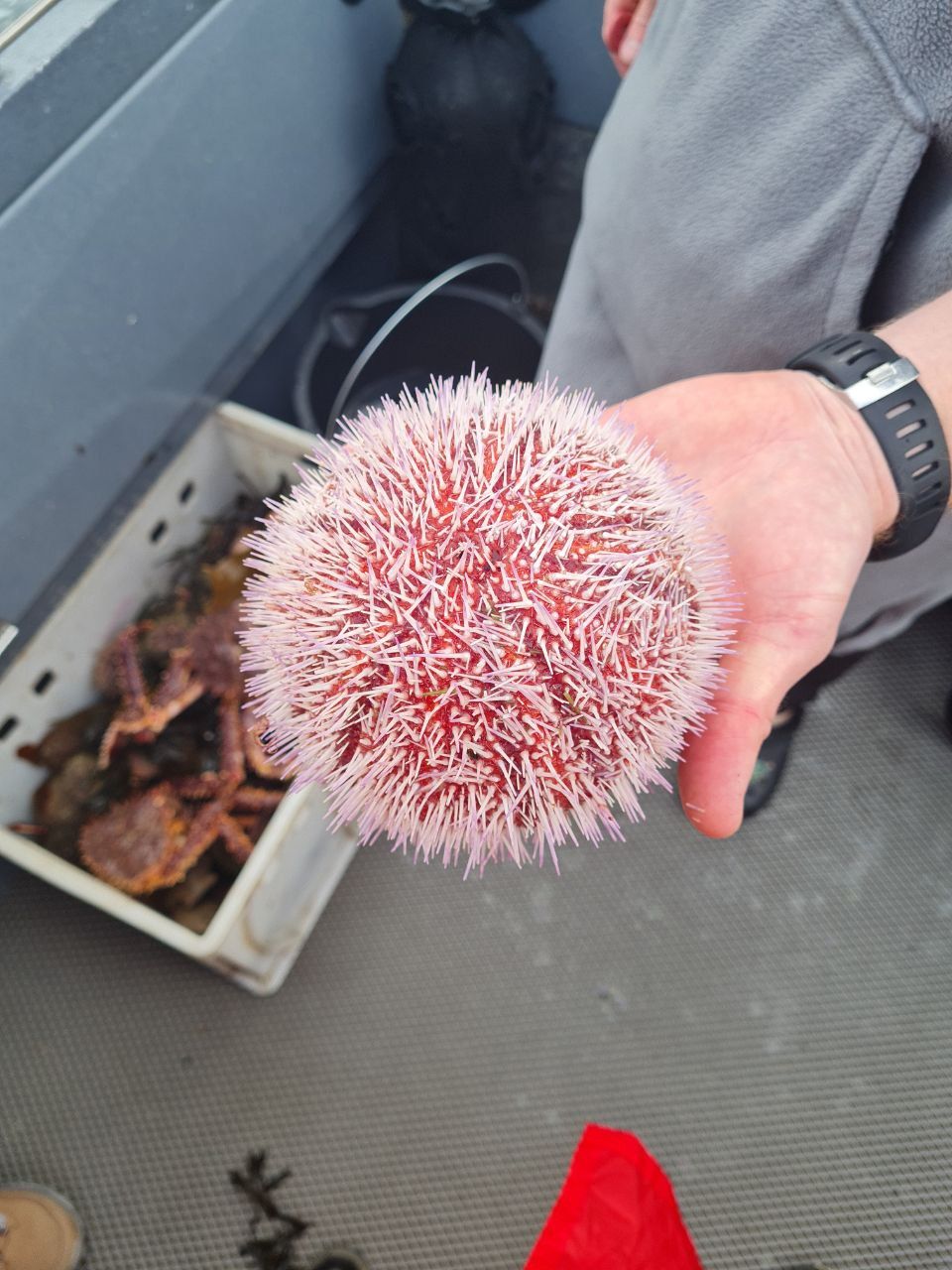 Премиум Териберка до 6 чел. Киты, Отель на берегу, Деликатесы, Сафари на квадрациклах (18/35)