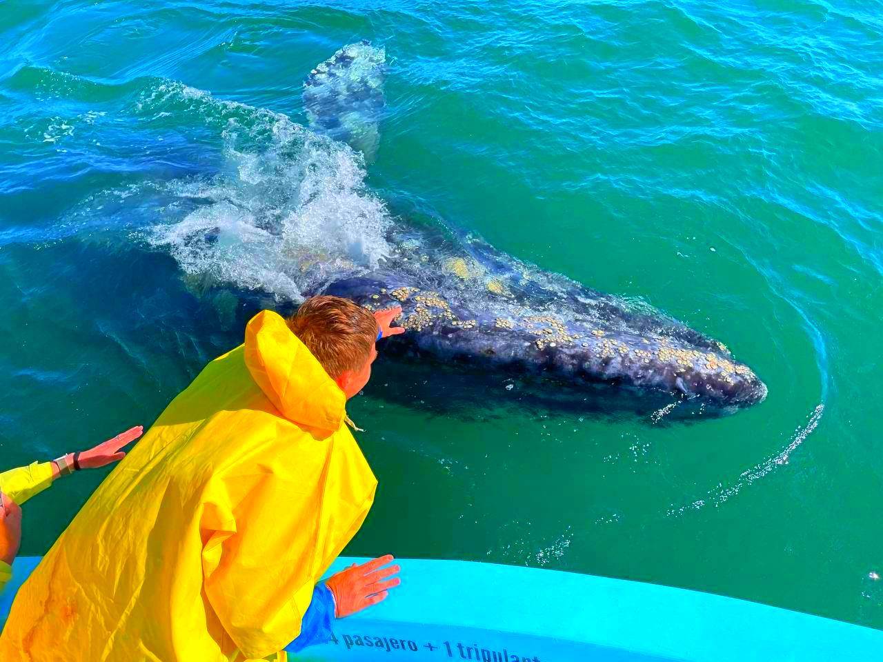 Мексика Галапагосские острова - поцелуи с китами (19/48)