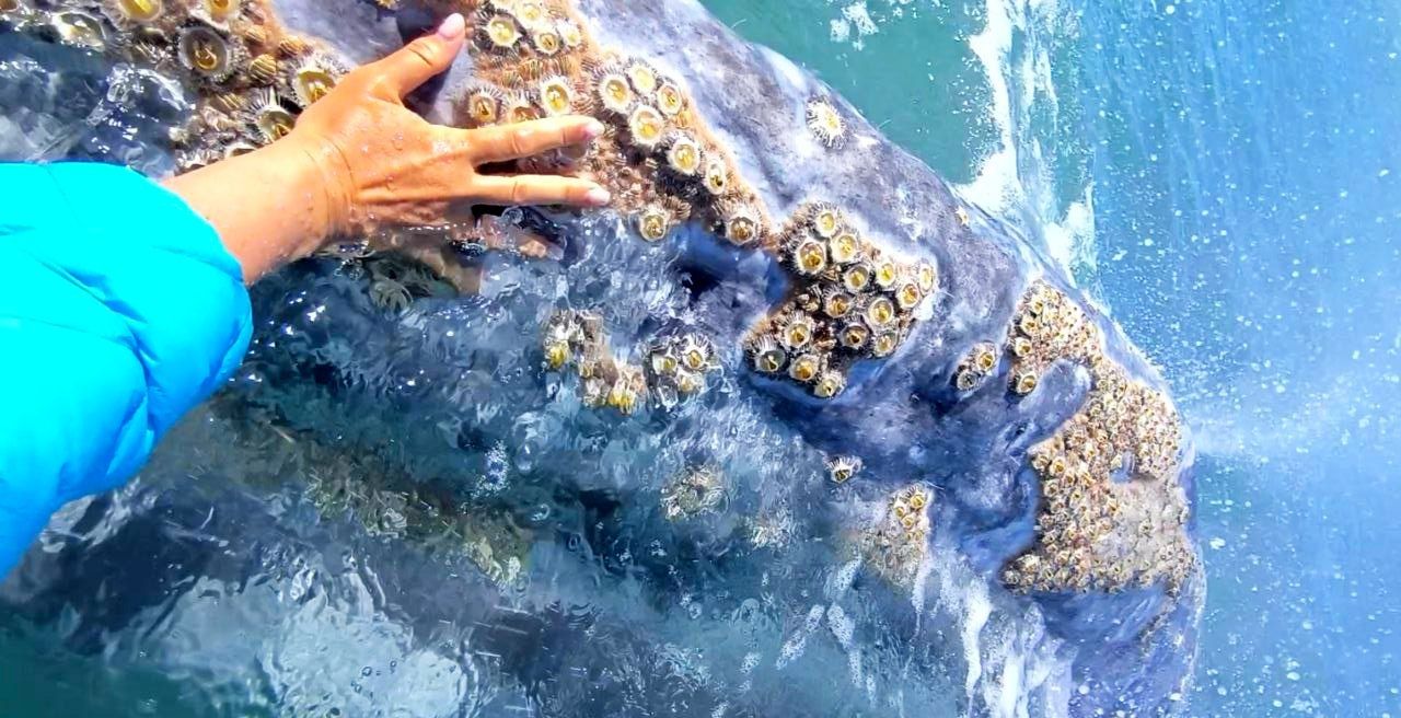 Мексика Галапагосские острова - поцелуи с китами (18/48)