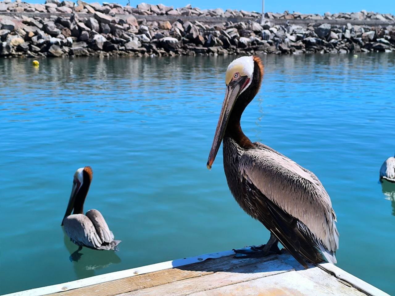 Мексика Галапагосские острова - поцелуи с китами (22/48)