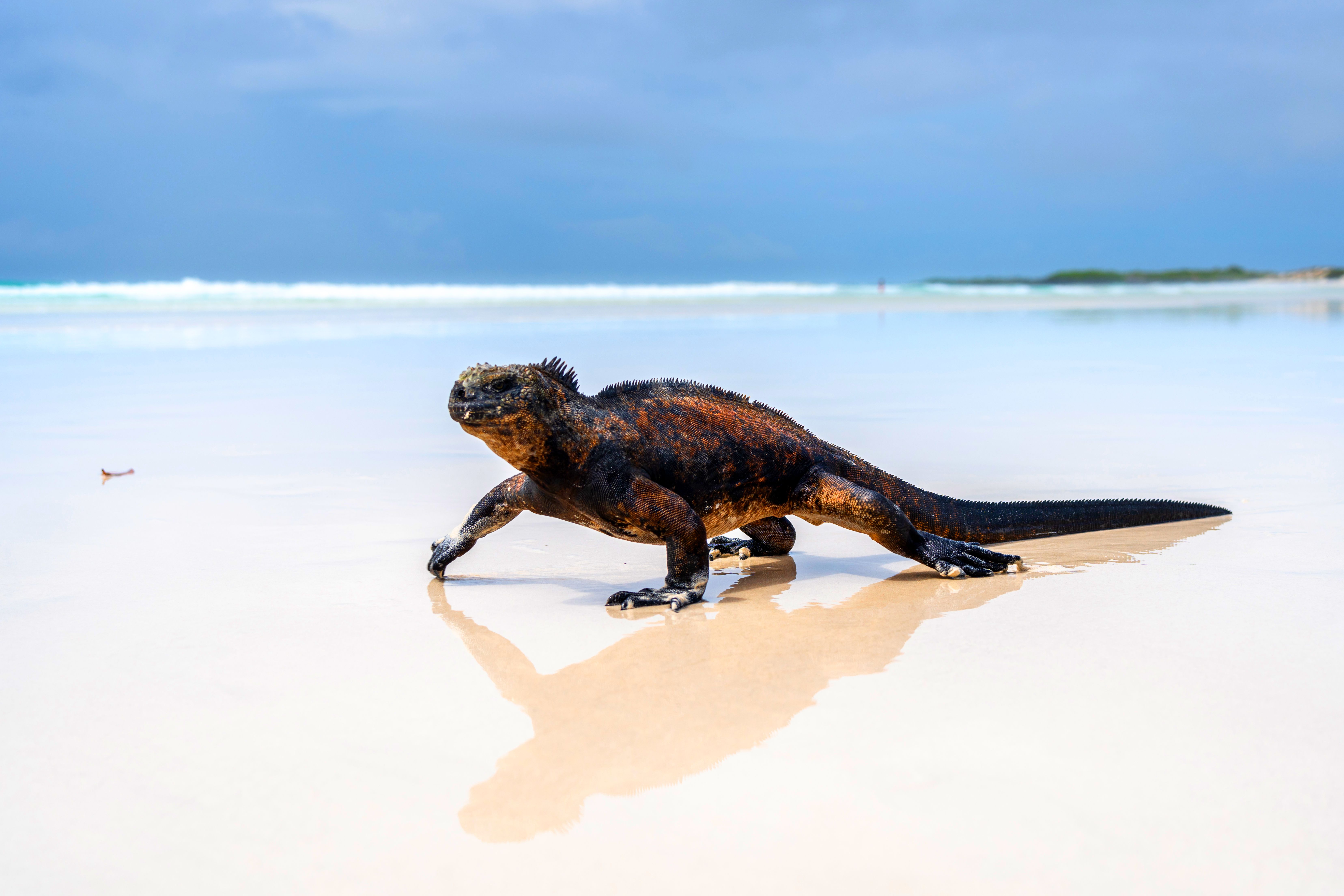 Мексика Галапагосские острова - поцелуи с китами (33/48)