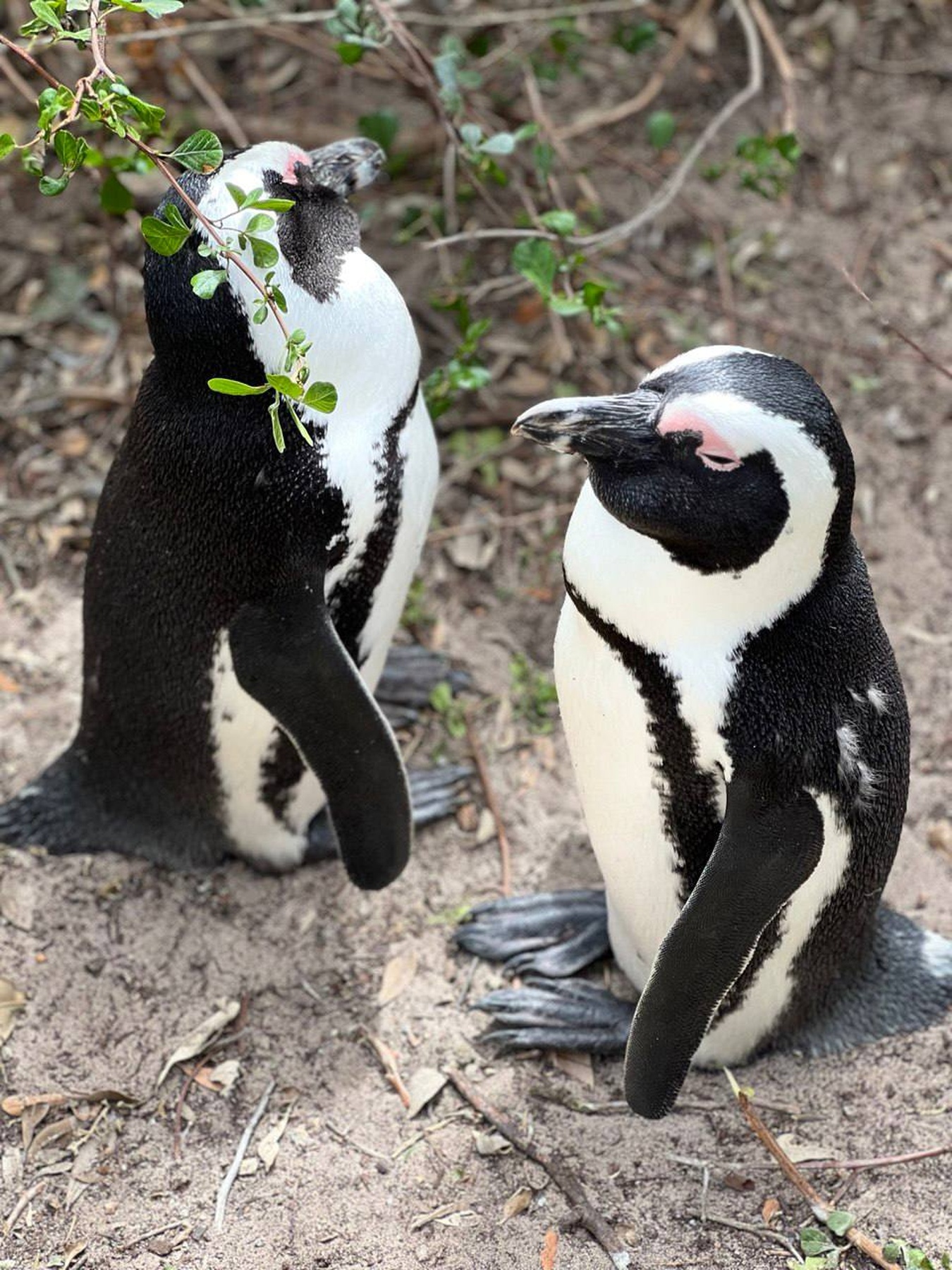 Кейптаун. Пополняем коллекцию впечатлений (10/30)
