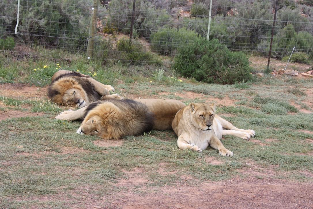 Кейптаун. Пополняем коллекцию впечатлений (21/30)