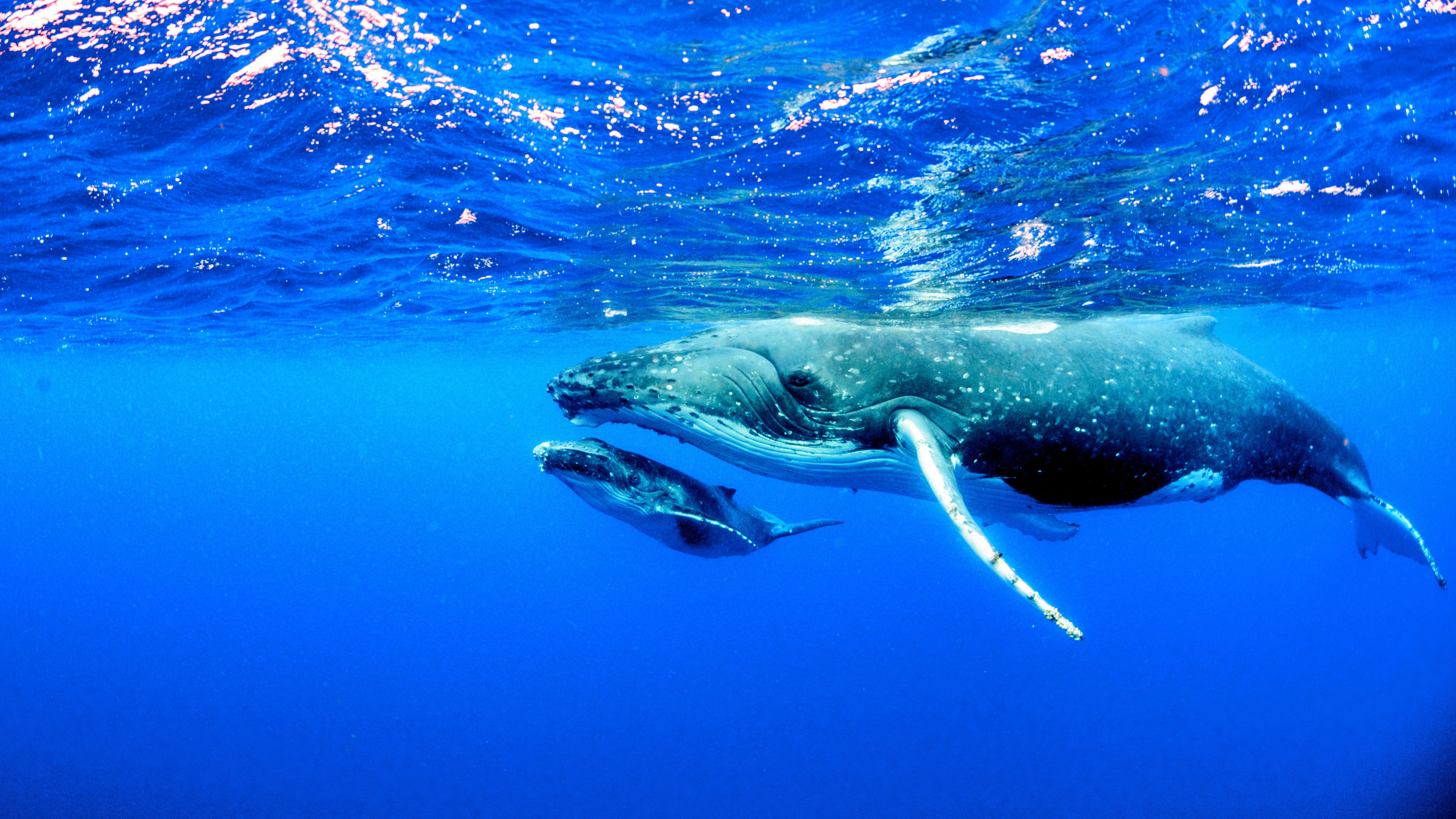 Мексика Галапагосские острова - поцелуи с китами (17/48)