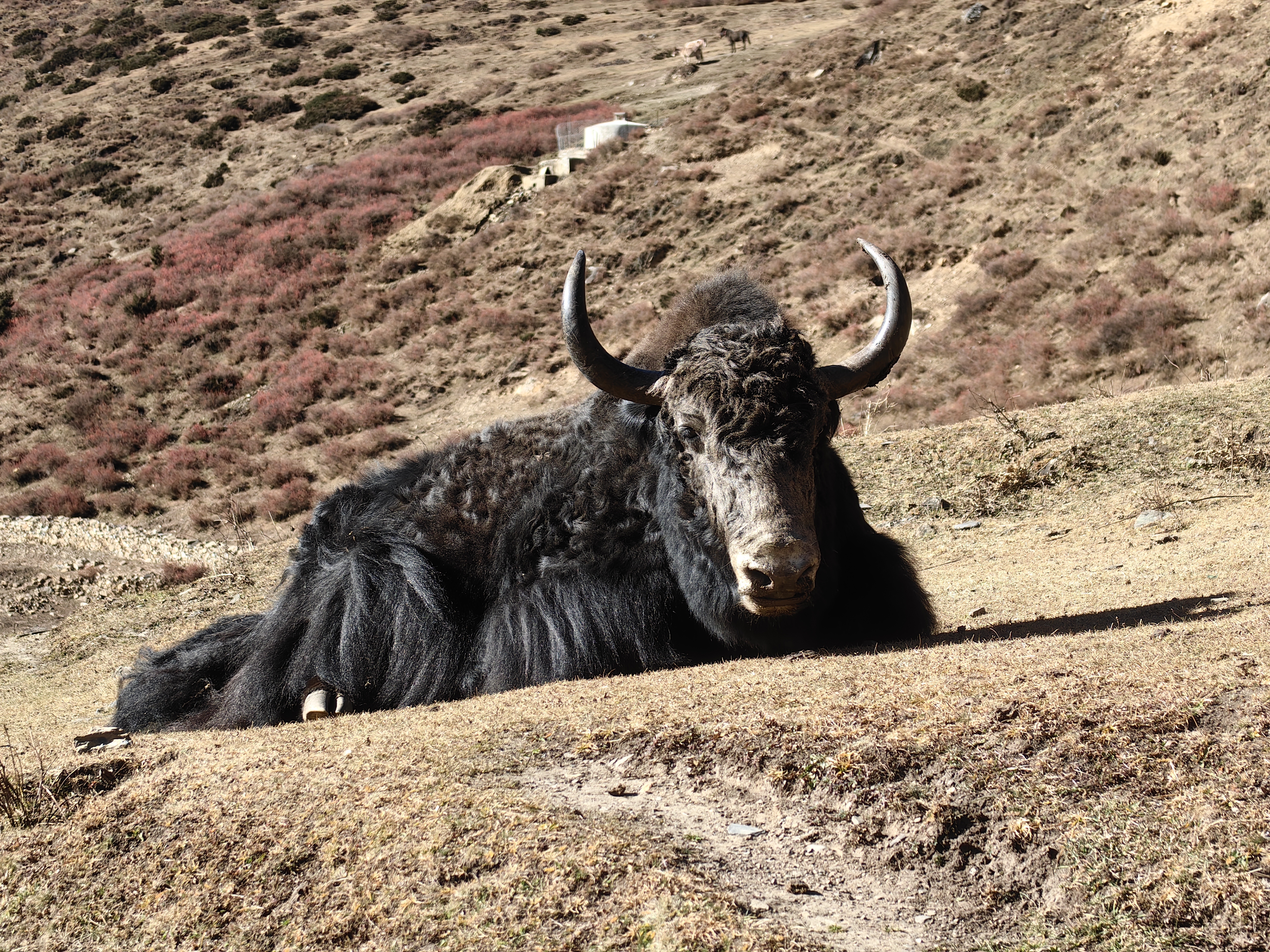 Трекинг к базовому лагерю Эвереста с восхождением на Кала-Паттар (11/48)