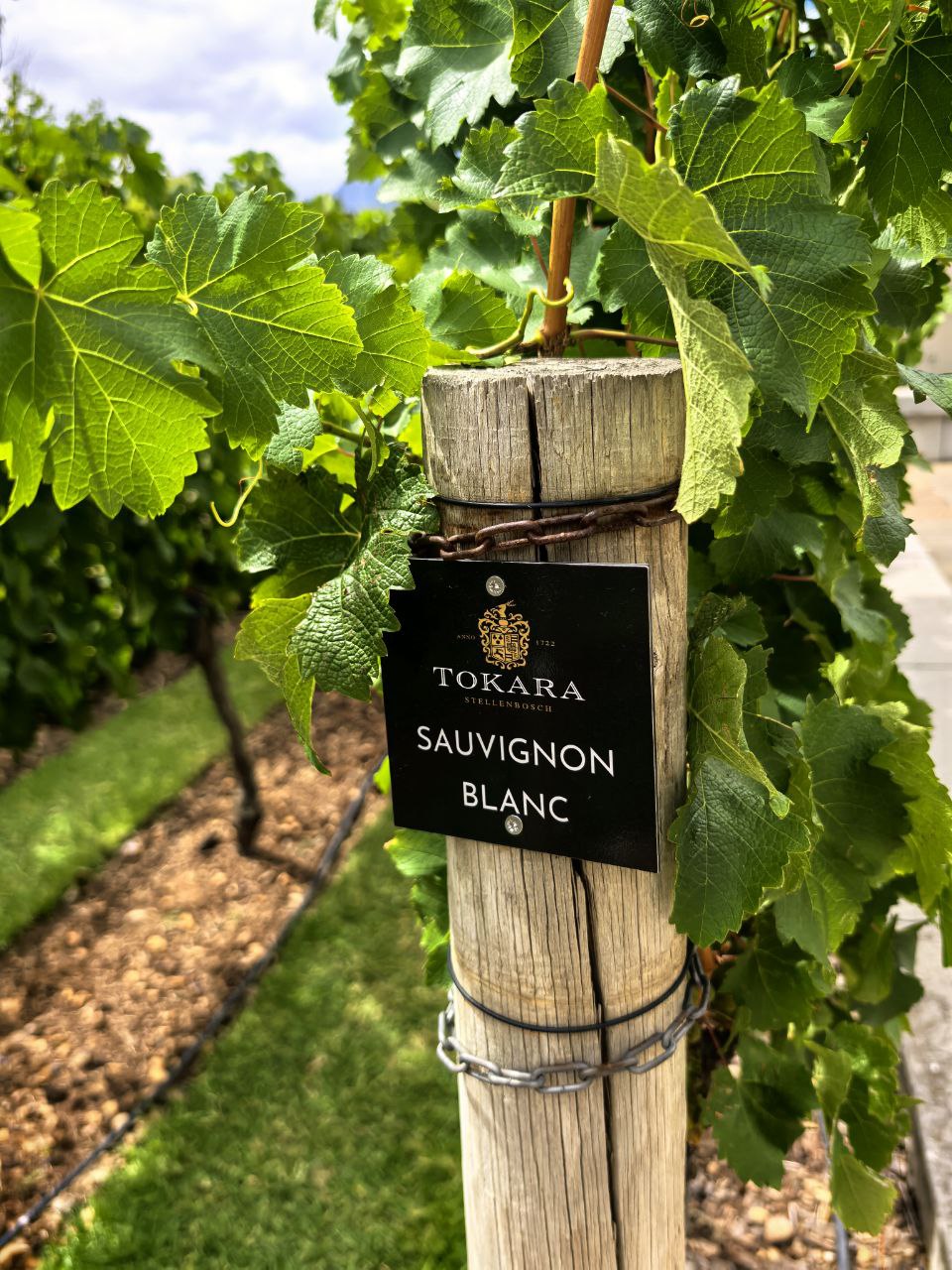 Кейптаун. Пополняем коллекцию впечатлений (18/30)