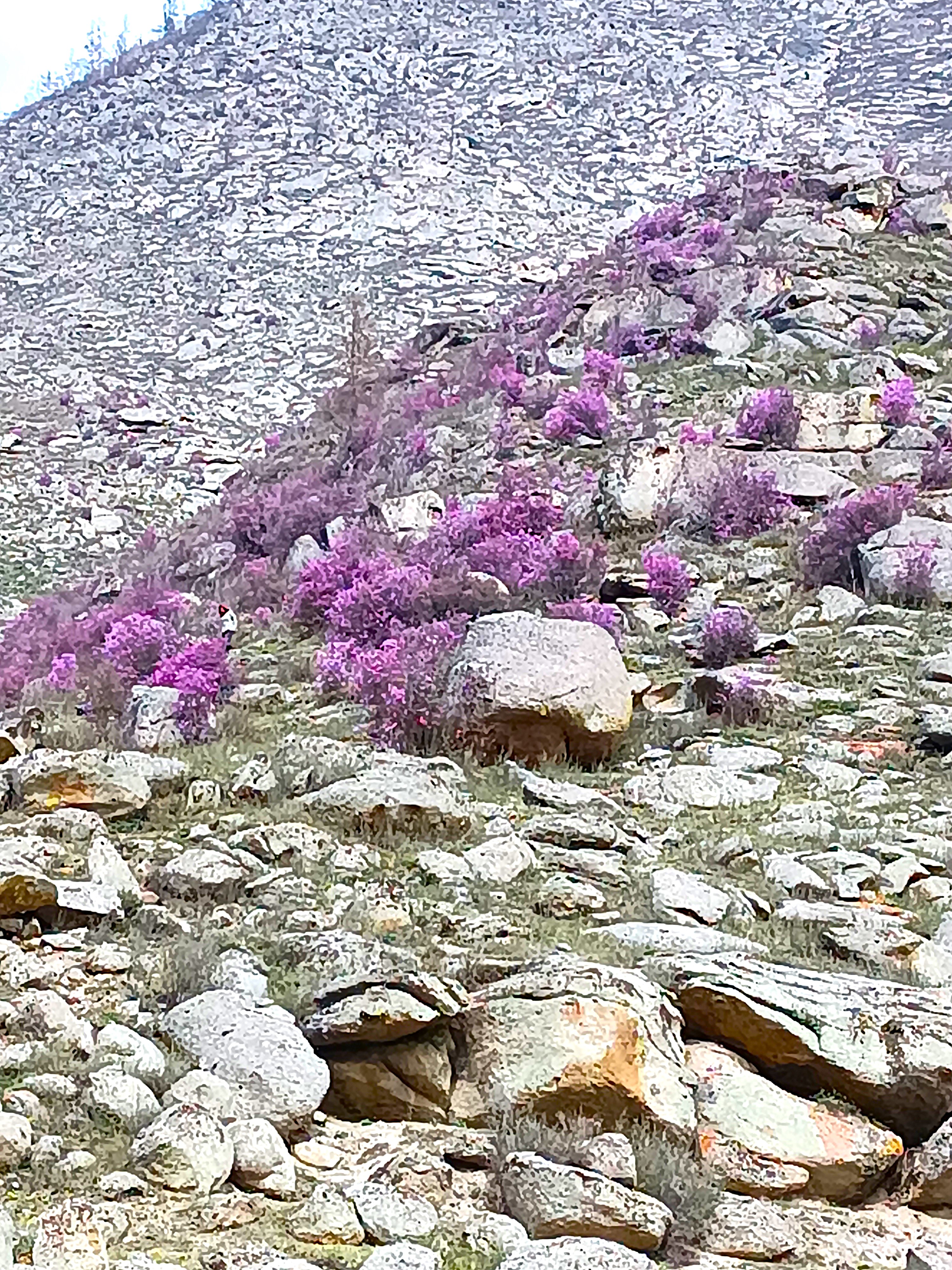 Тур по горному Алтаю  Цветение  маральника (16/17)