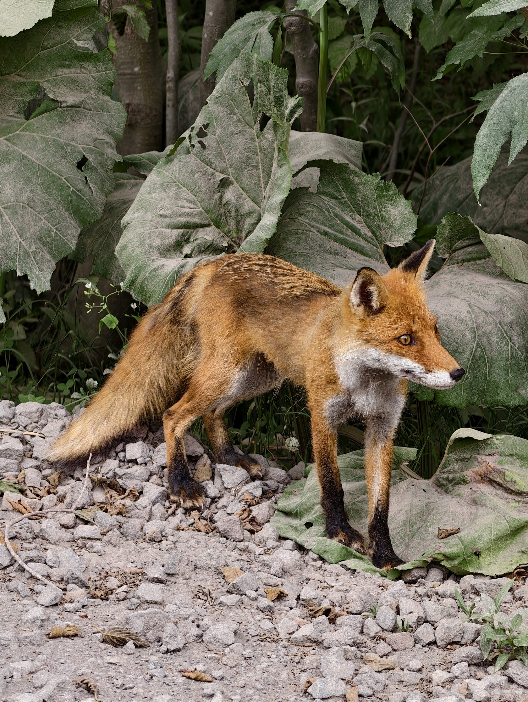 Сахалин и Курилы: Край огненной Земли и диких морей (стандарт) (6/21)