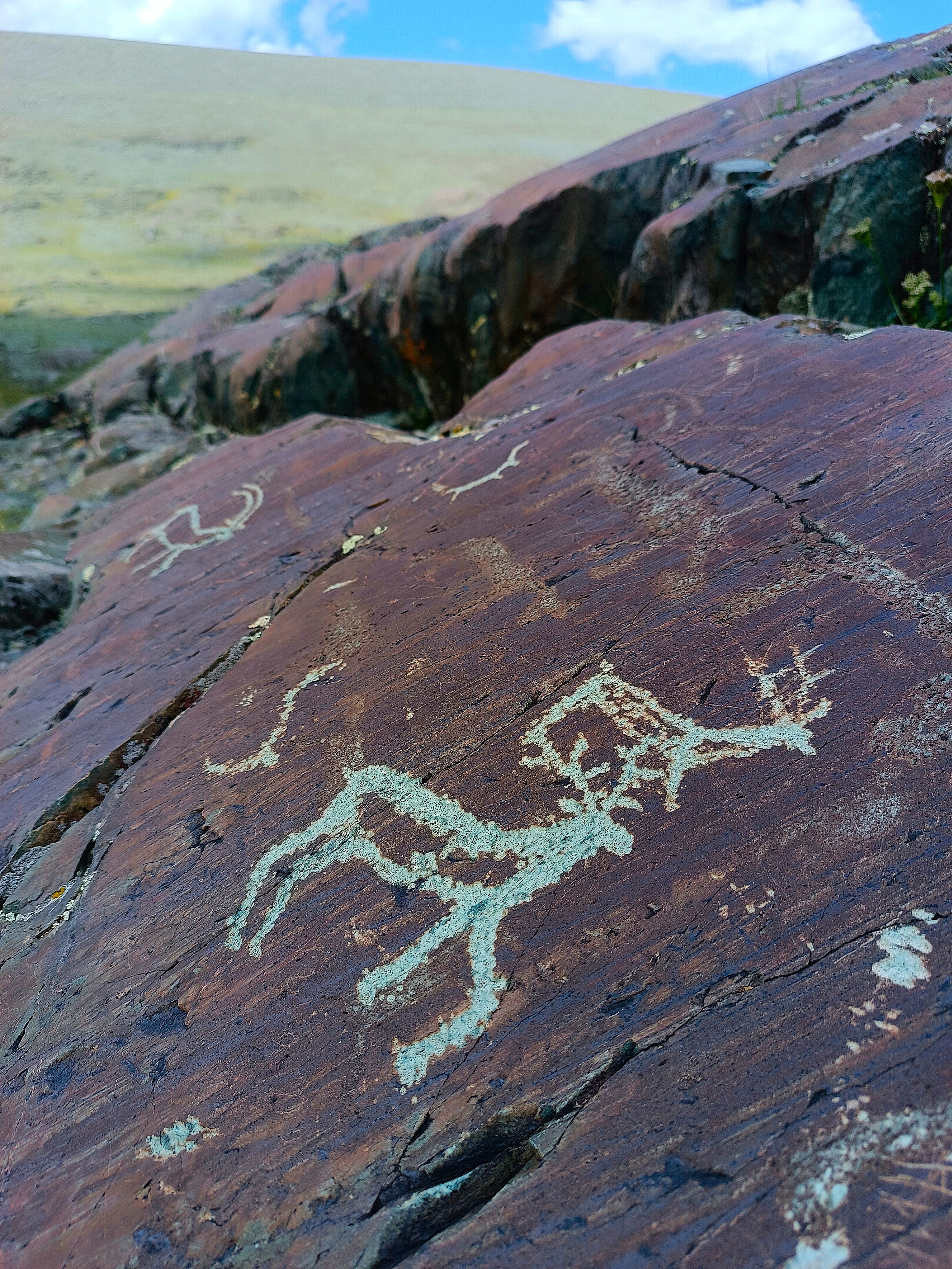 Тур по горному Алтаю  Цветение  маральника (7/17)