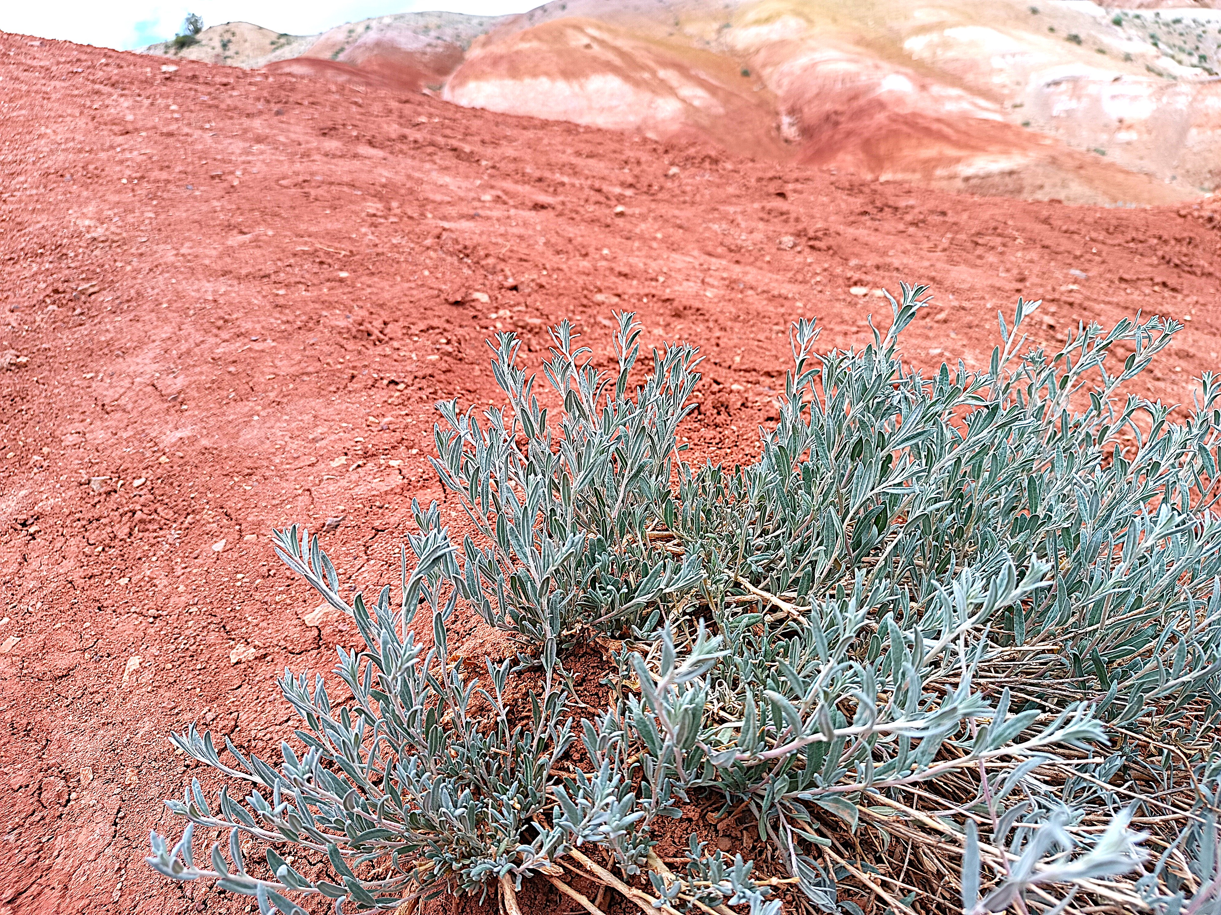 Тур по горному Алтаю  Цветение  маральника (14/17)