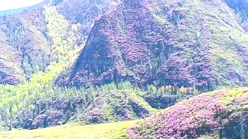 Тур по горному Алтаю  Цветение  маральника (5/17)