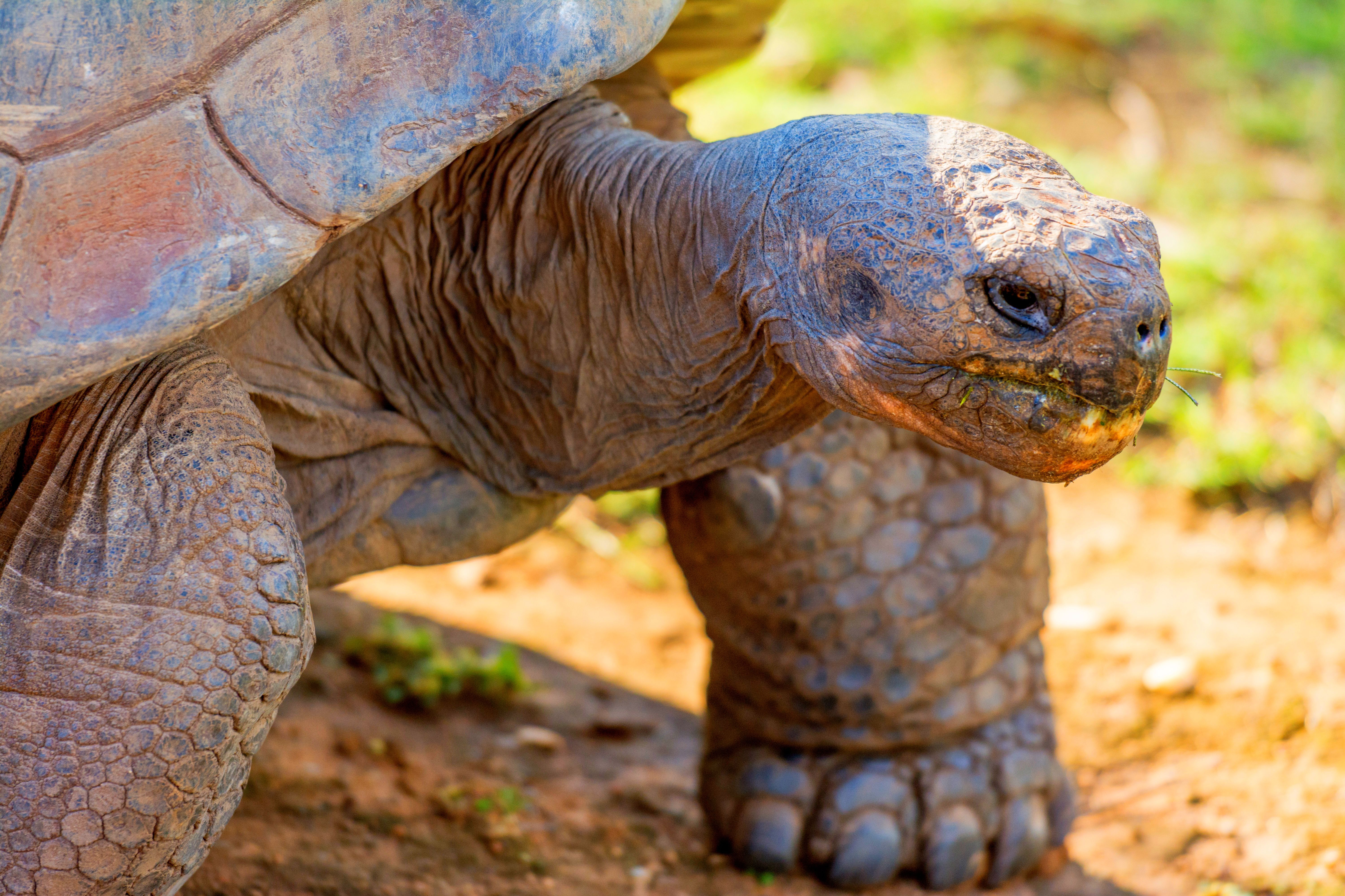 Мексика Галапагосские острова - поцелуи с китами (31/48)