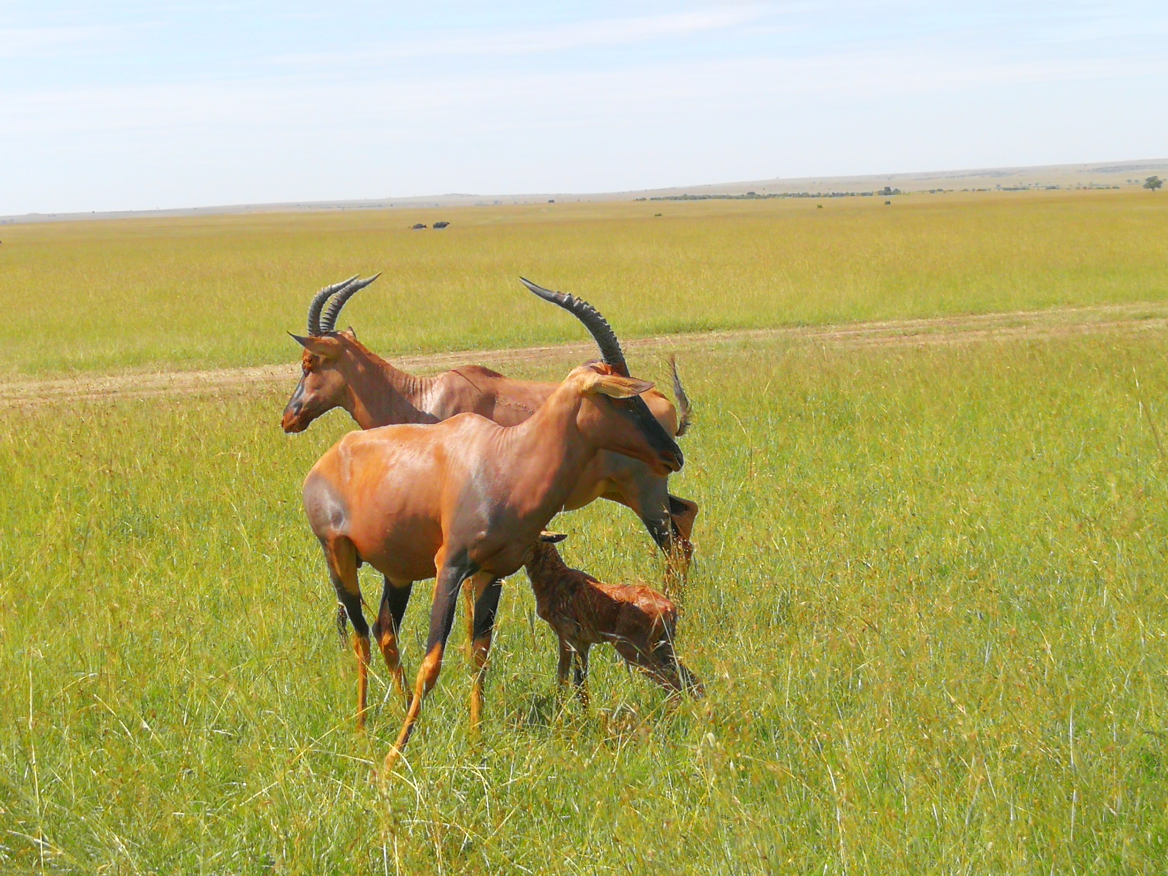Великая миграция и вся Большая пятерка в лучших сафари Кении, Танзании и Занзибара (11/40)