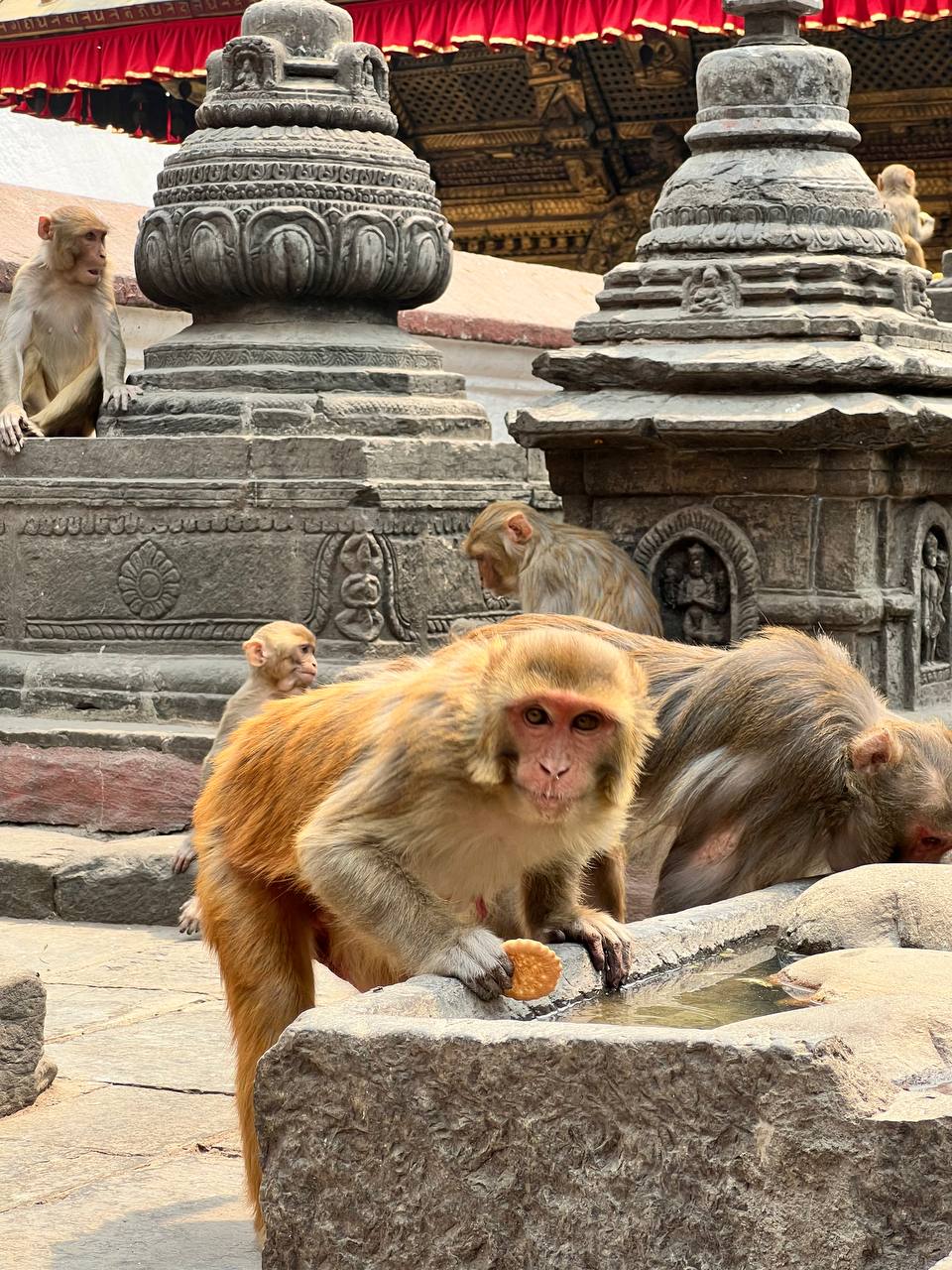 Трекинг к базовому лагерю Эвереста с восхождением на Кала-Паттар (45/48)