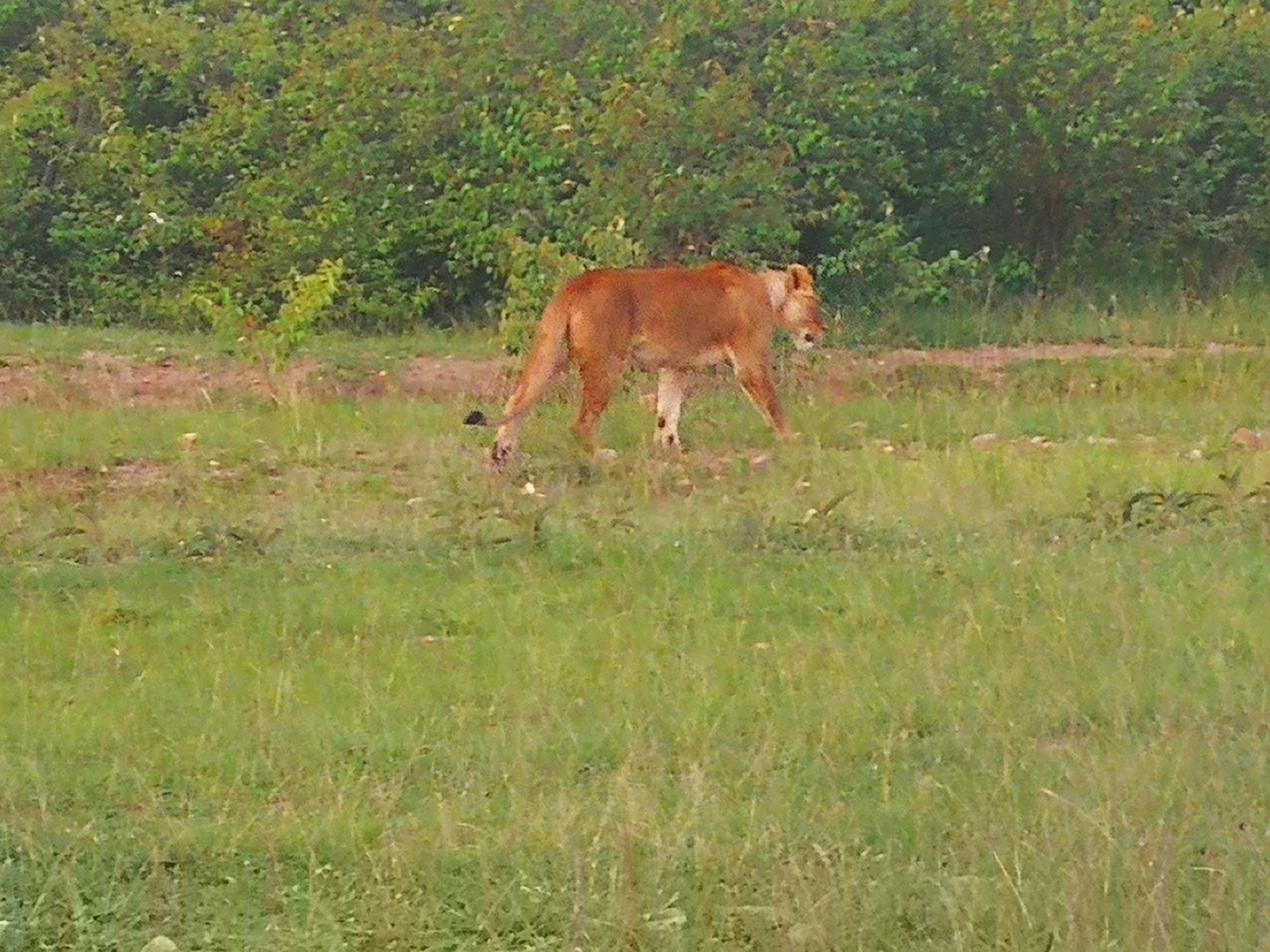 Великая миграция и вся Большая пятерка в лучших сафари Кении, Танзании и Занзибара (8/40)