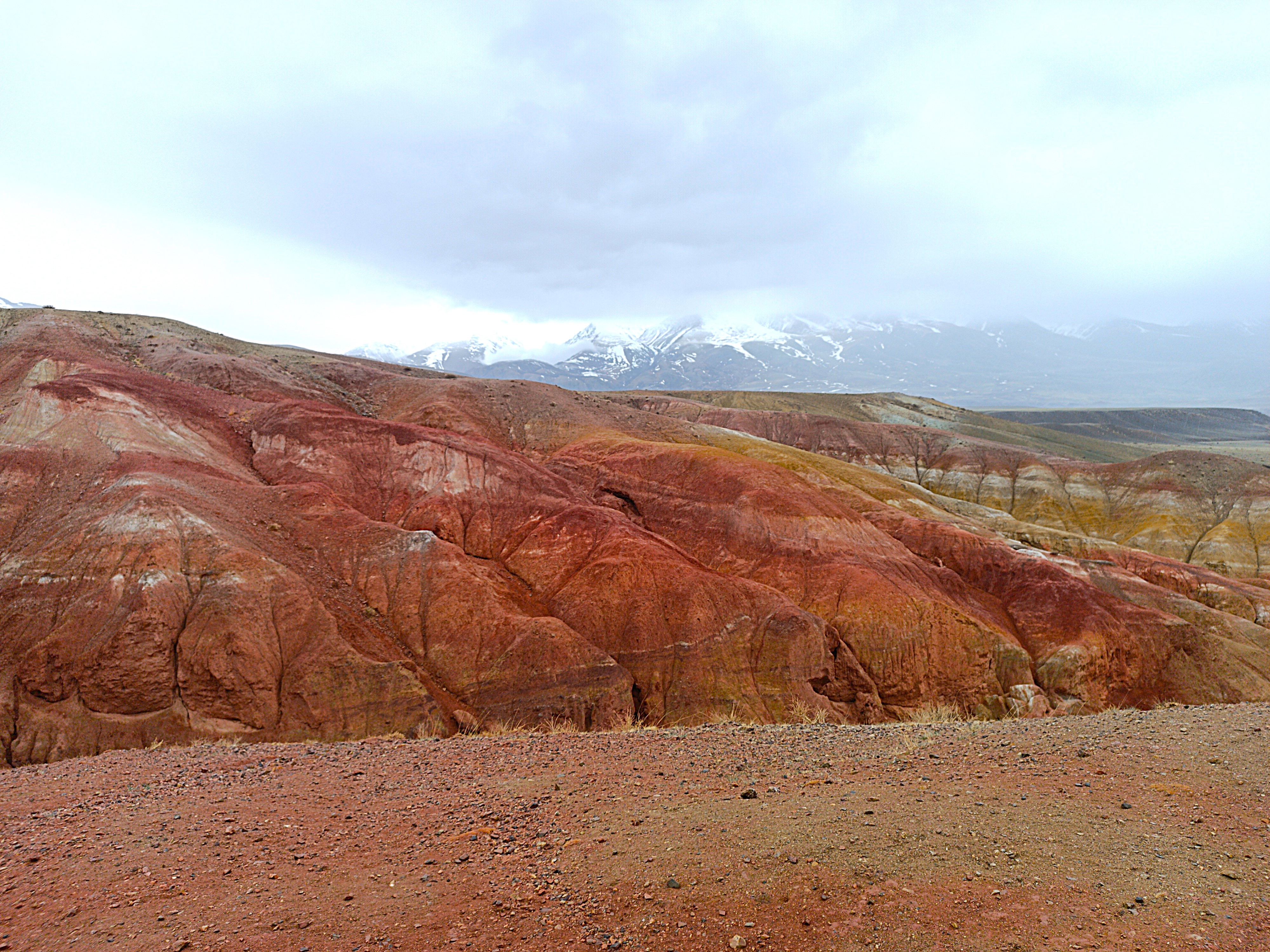Тур по горному Алтаю  Цветение  маральника (13/17)