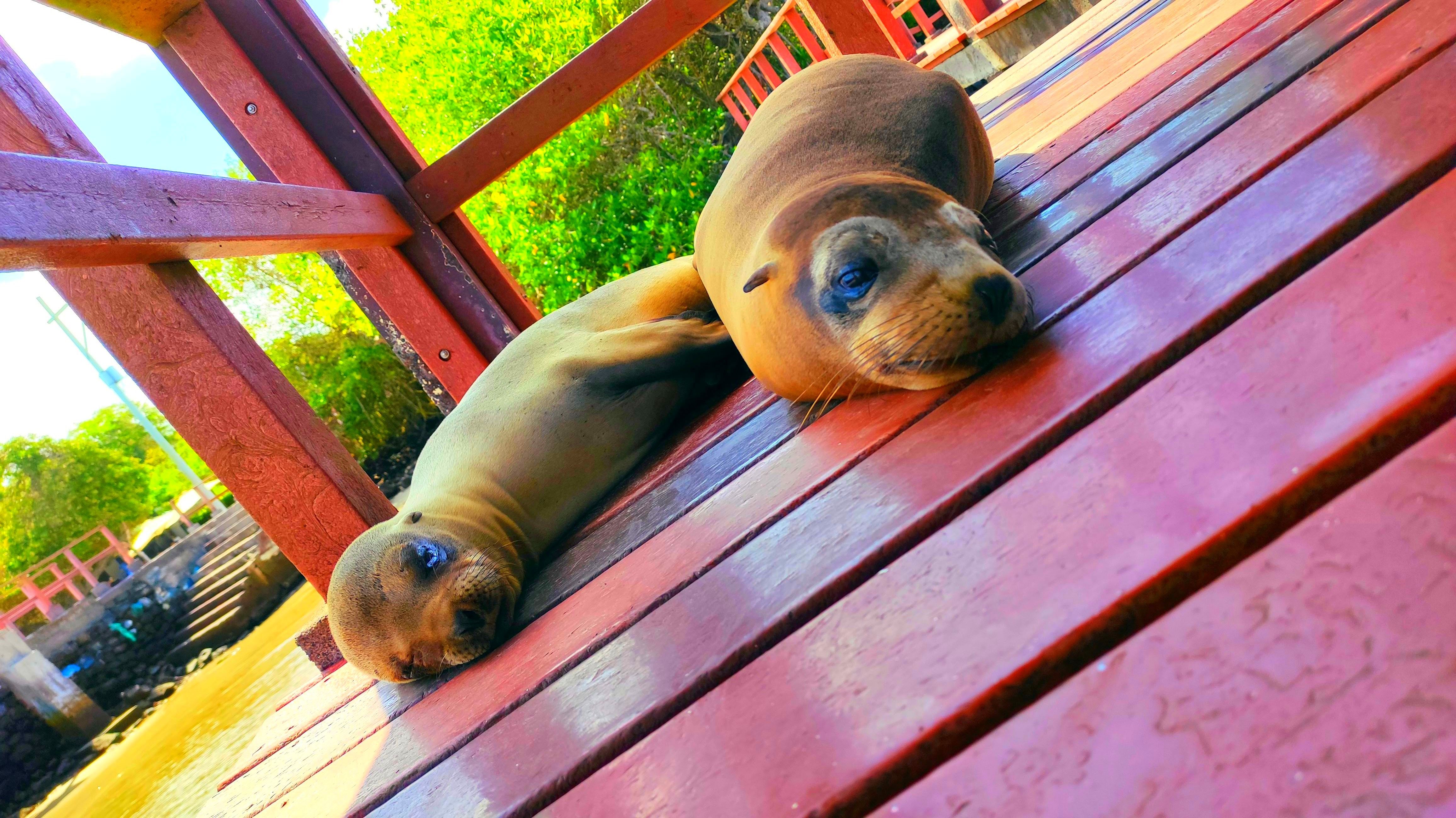 Мексика Галапагосские острова - поцелуи с китами (34/48)