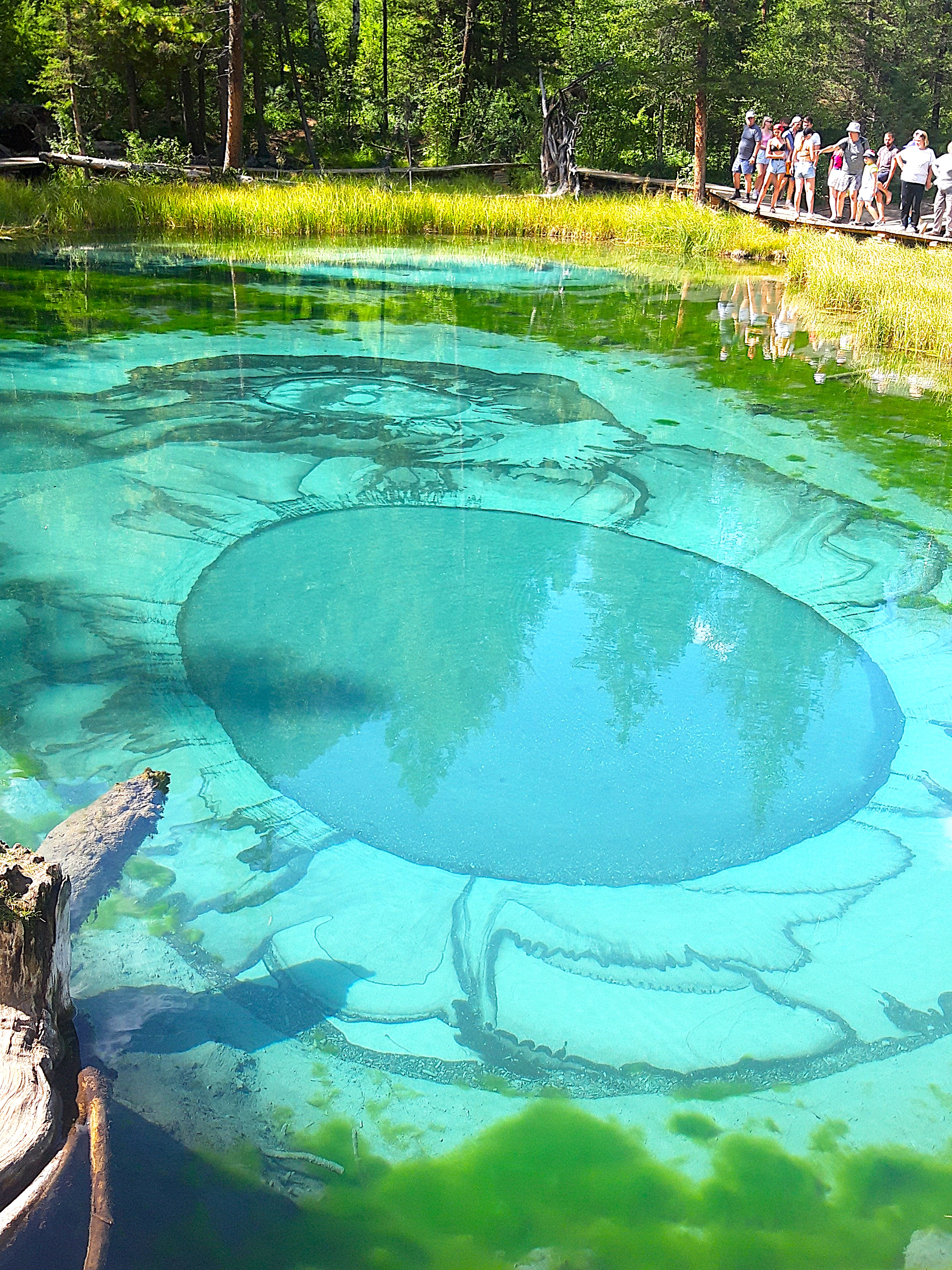 Тур по горному Алтаю  Цветение  маральника (2/17)