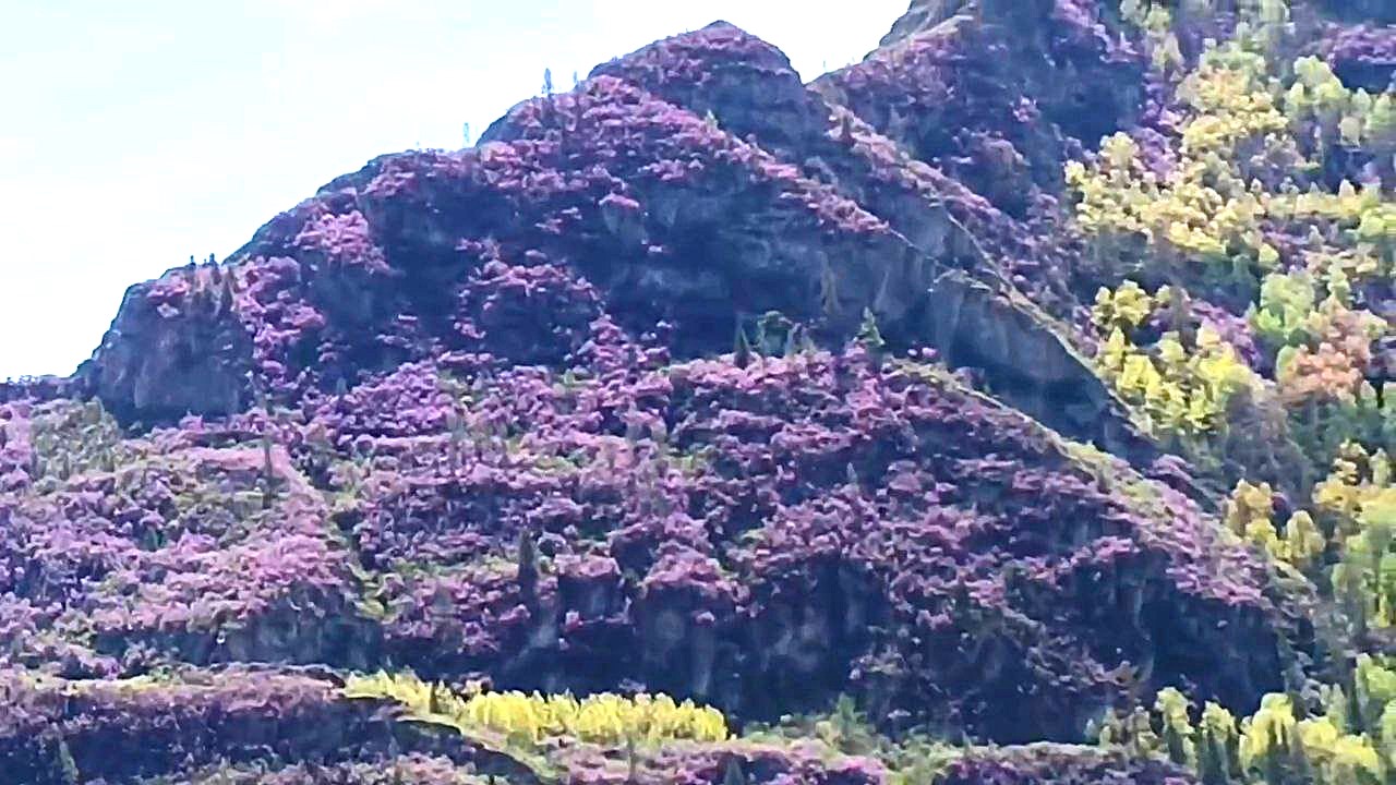 Тур по горному Алтаю  Цветение  маральника (10/17)