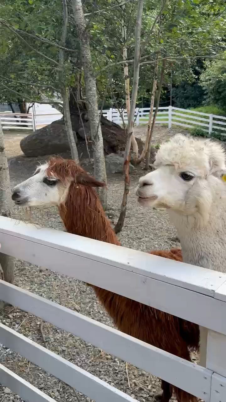 Остров сокровищ: в поисках карты старого пирата (16/20)