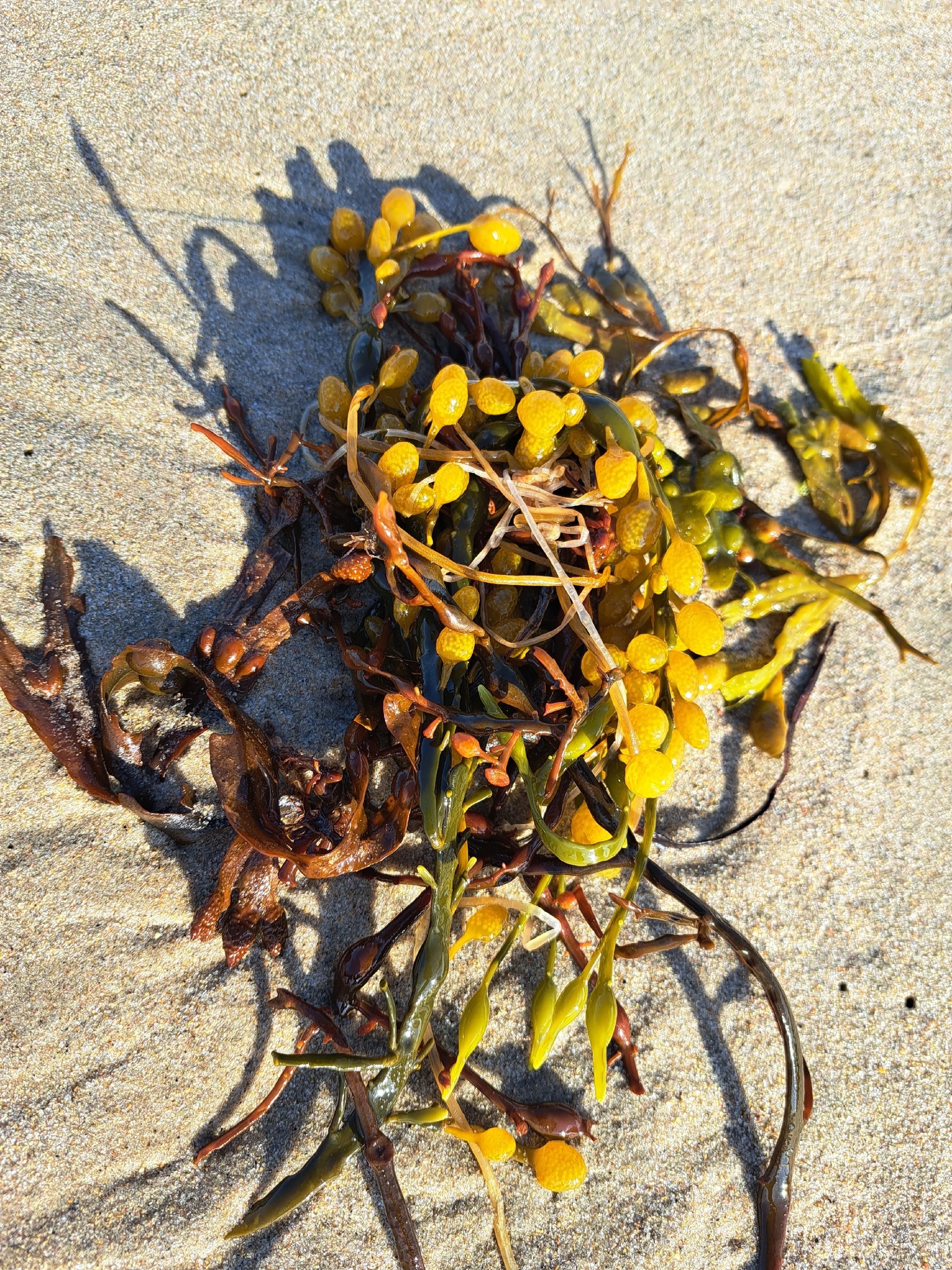 Лапландия Кольского полуострова: Терский берег и дикая природа севера (14/16)