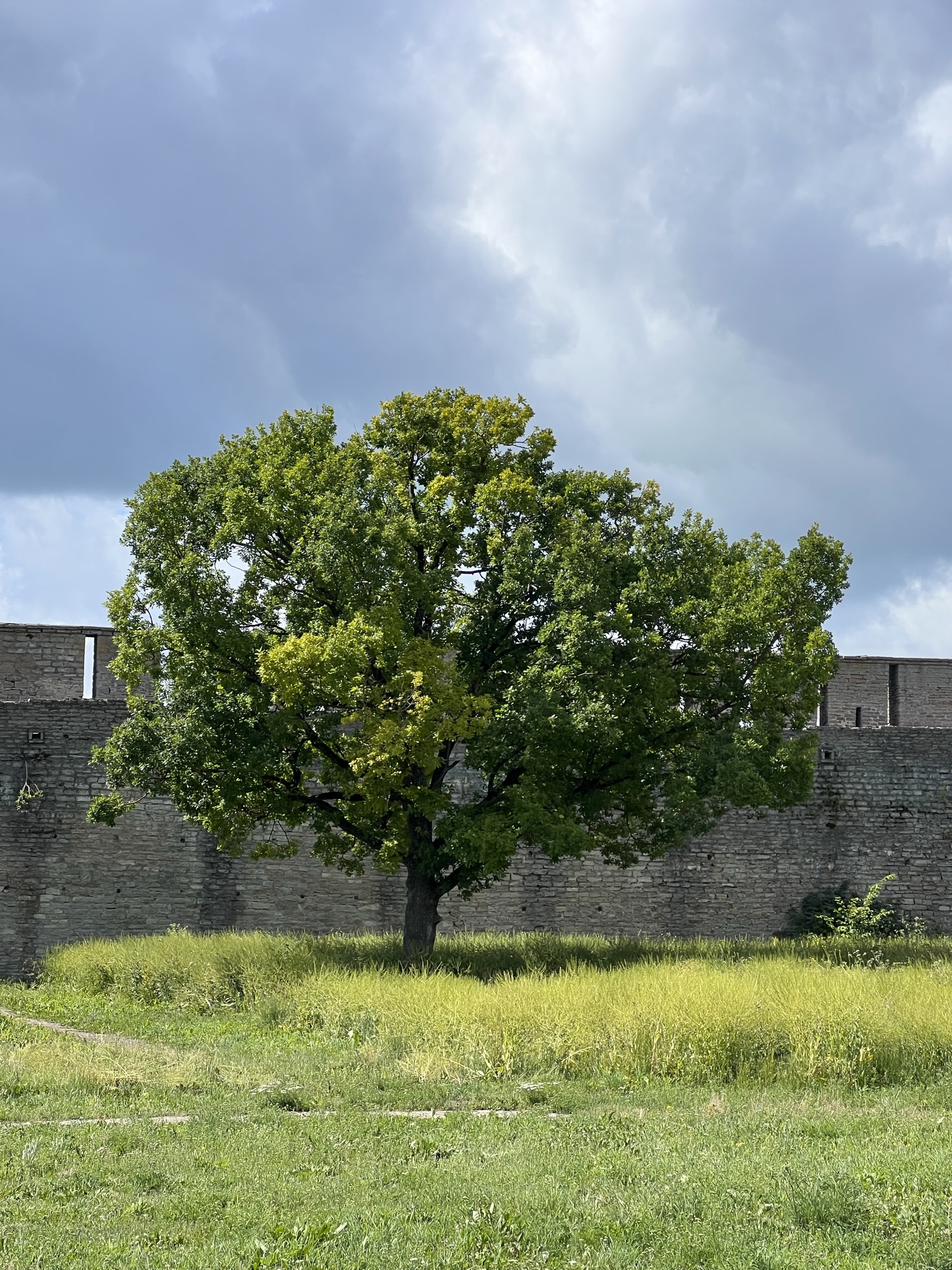Ивангород Елизаветино: морские ежи, миноги, крепости, усадьбы (6/12)