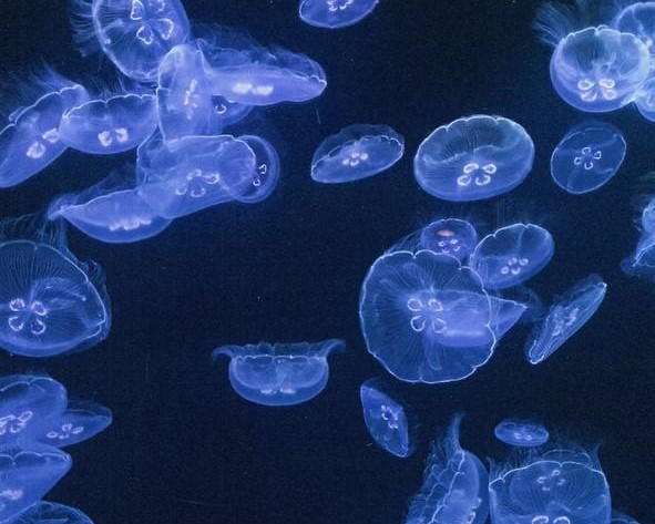 Японский праздник жизни  Япония Осень (35/38)