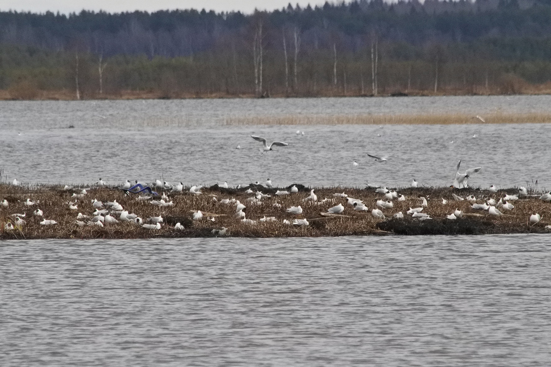 Птичье Эльдорадо в Сестрорецке
