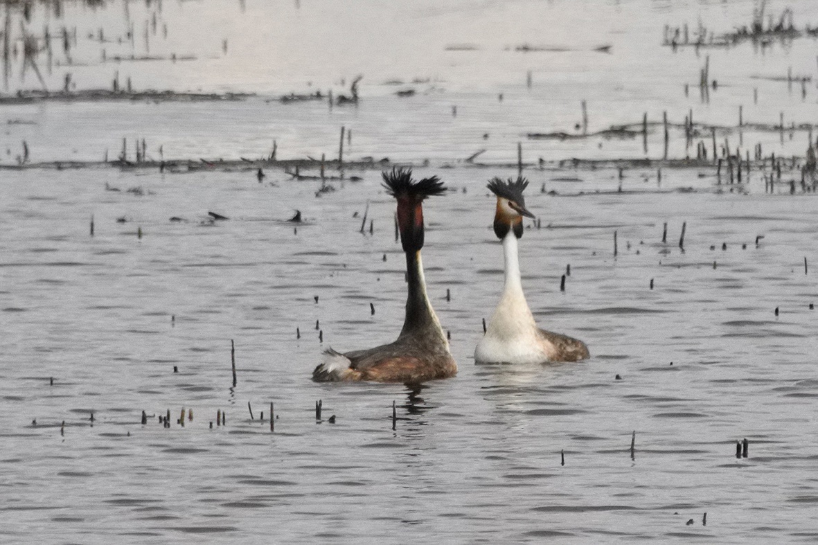 Птичье Эльдорадо в Сестрорецке