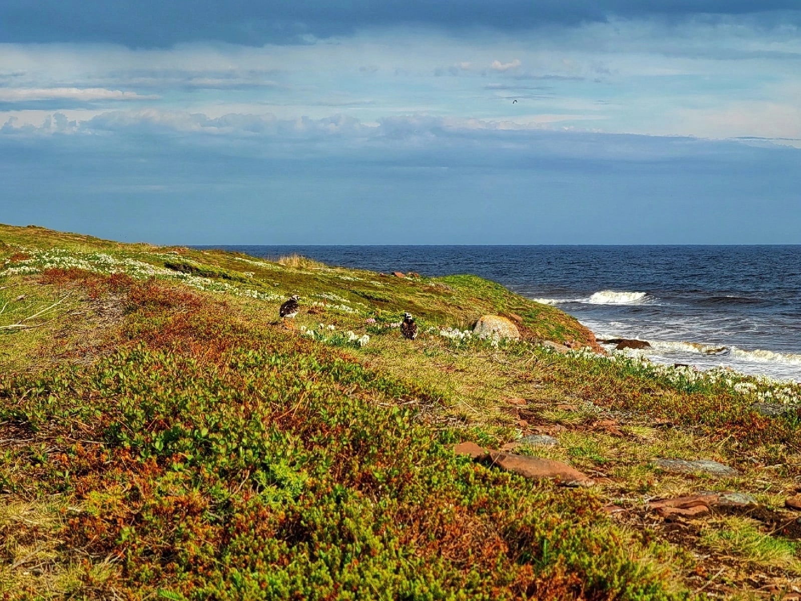 Лапландия Кольского полуострова: Терский берег и дикая природа севера (7/16)