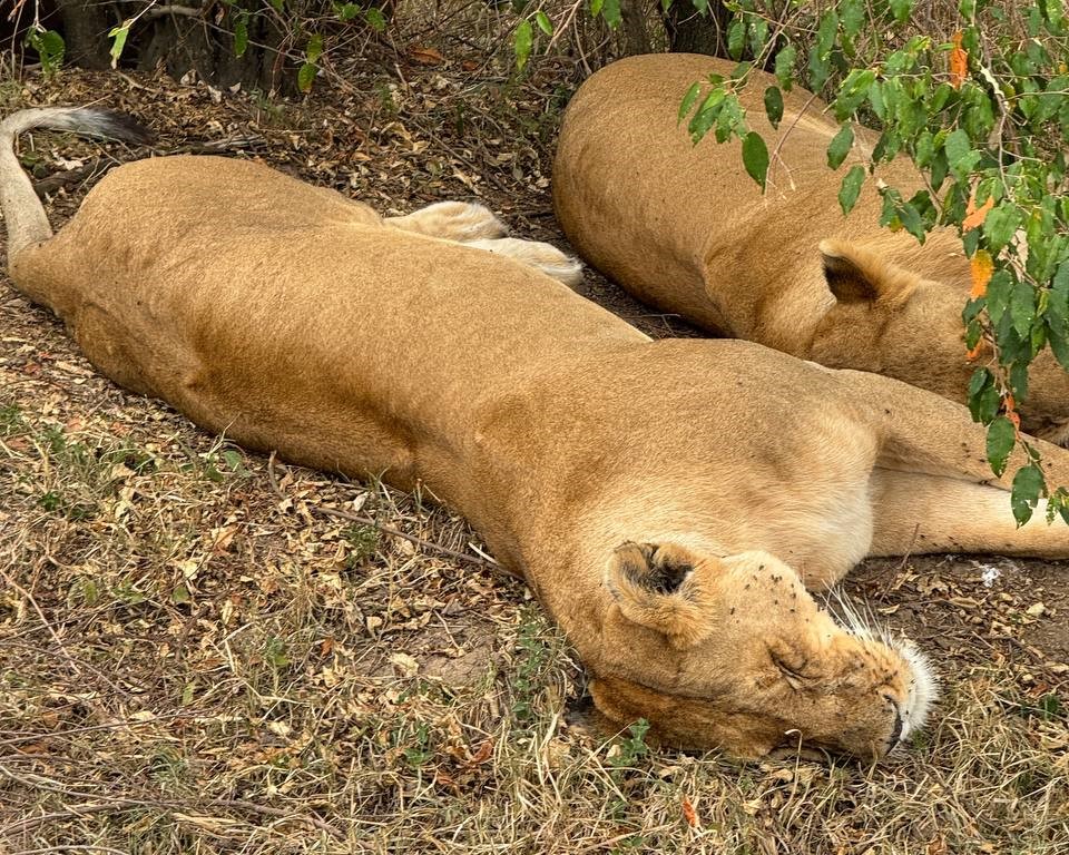 В поисках Большой Пятёрки